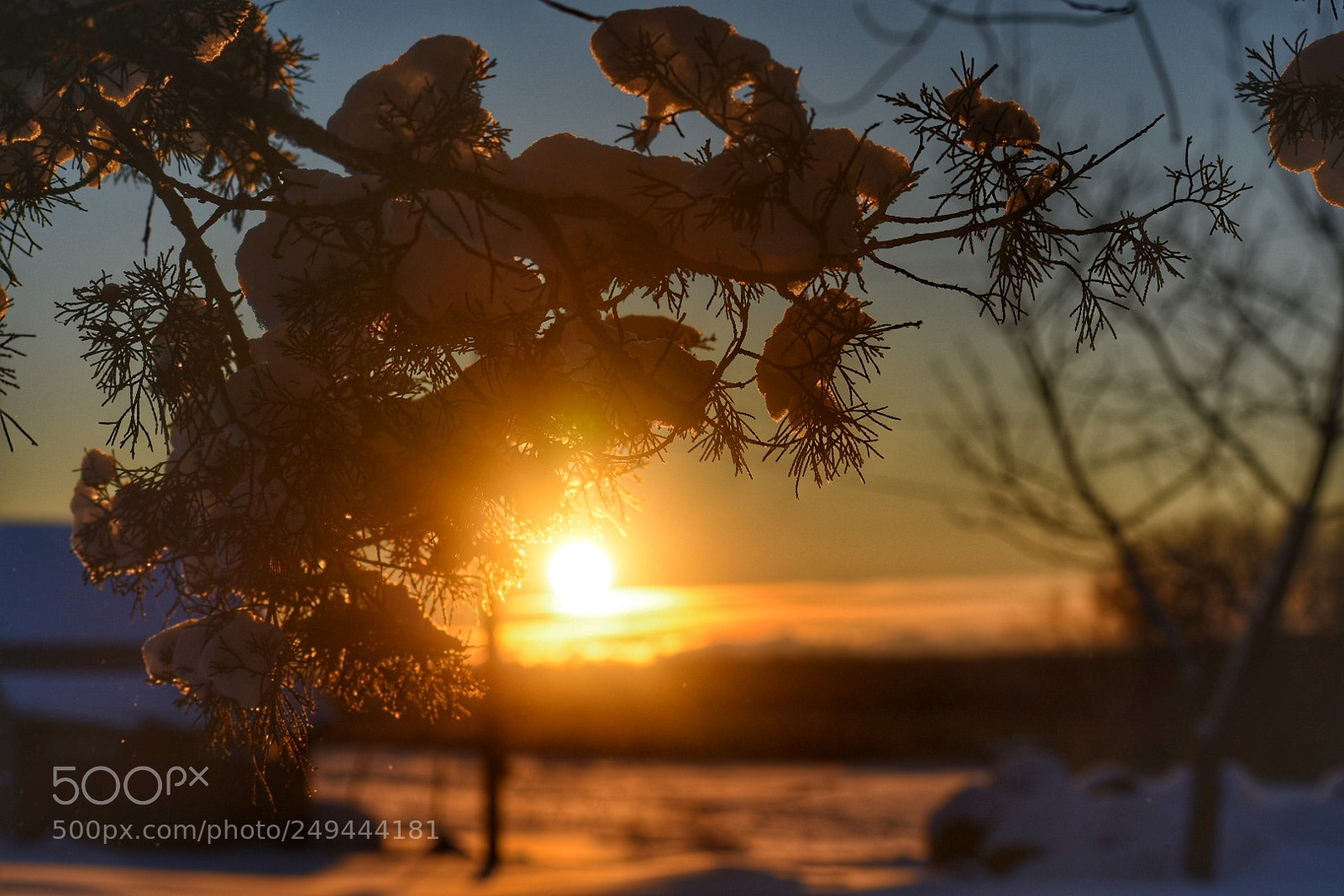 Nikon D3400 sample photo. Sunrise through snowy tree photography