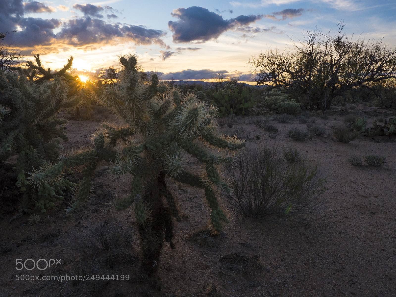Panasonic Lumix DMC-GH4 sample photo. Cholla cactus at sunset photography