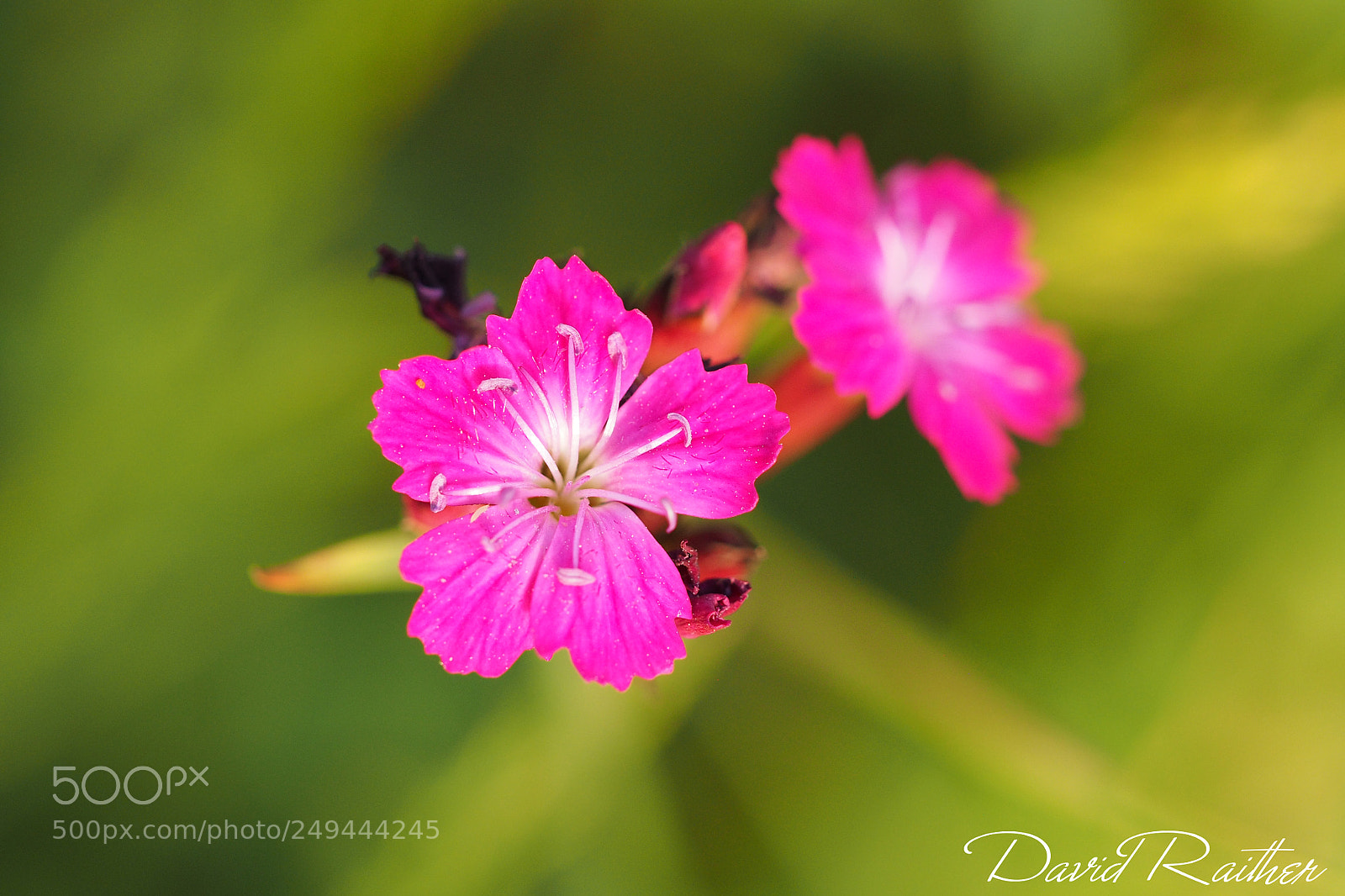 Olympus OM-D E-M1 sample photo. Purple flower photography