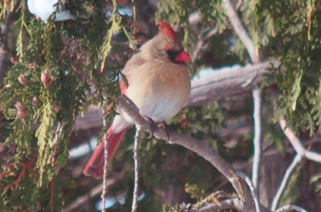 Nikon D5000 sample photo. Mother cardinal photography