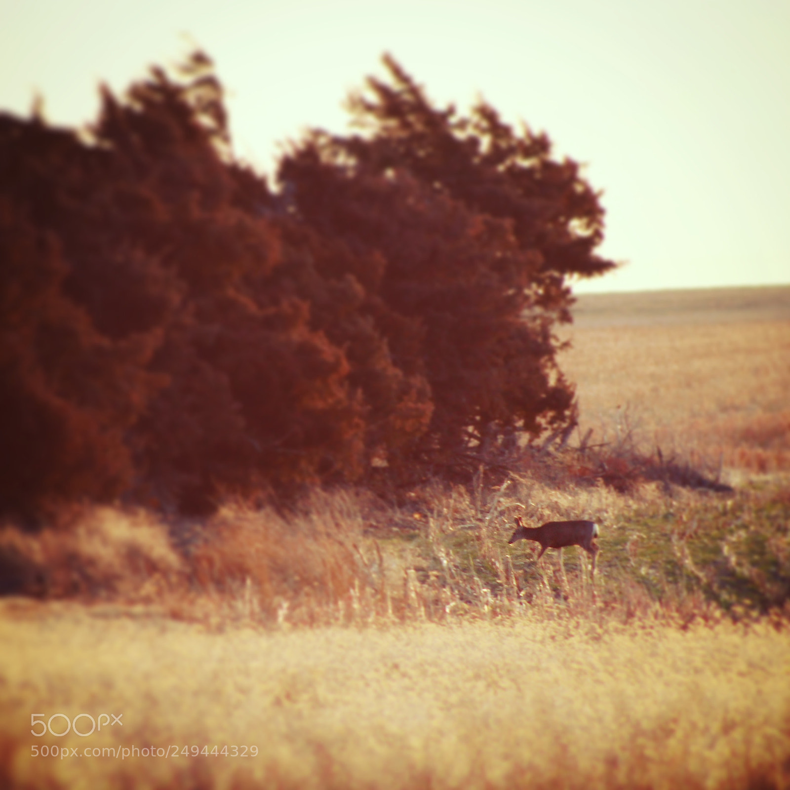 Canon EOS 1300D (EOS Rebel T6 / EOS Kiss X80) sample photo. White tail deer photography
