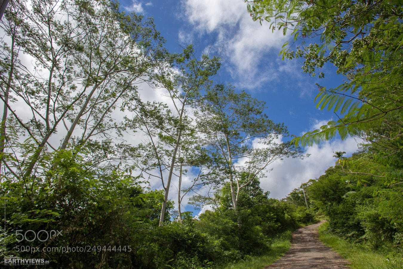 Canon EOS 6D sample photo. Flores on the road (6210) photography