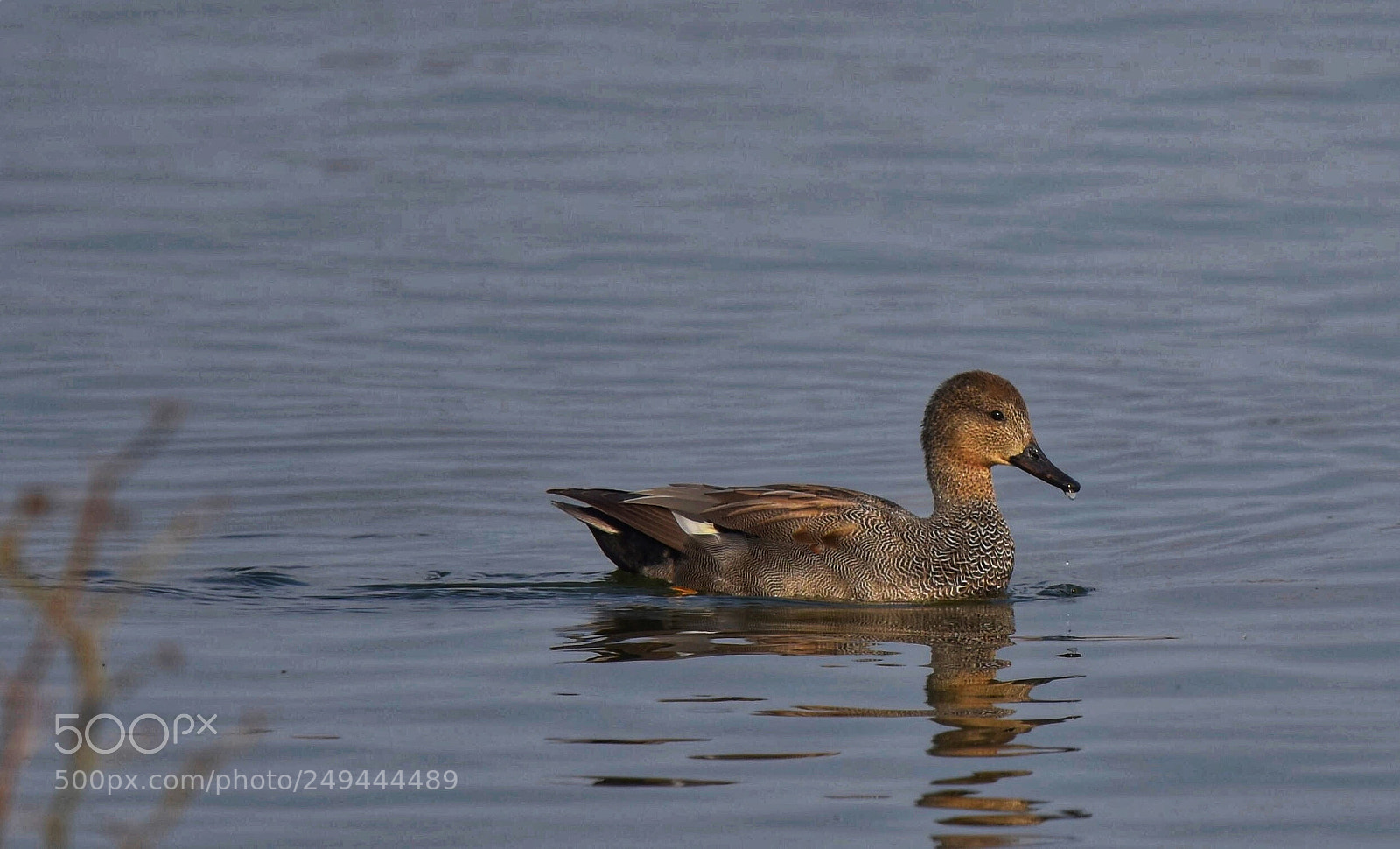 Nikon D7200 sample photo. Duck photography
