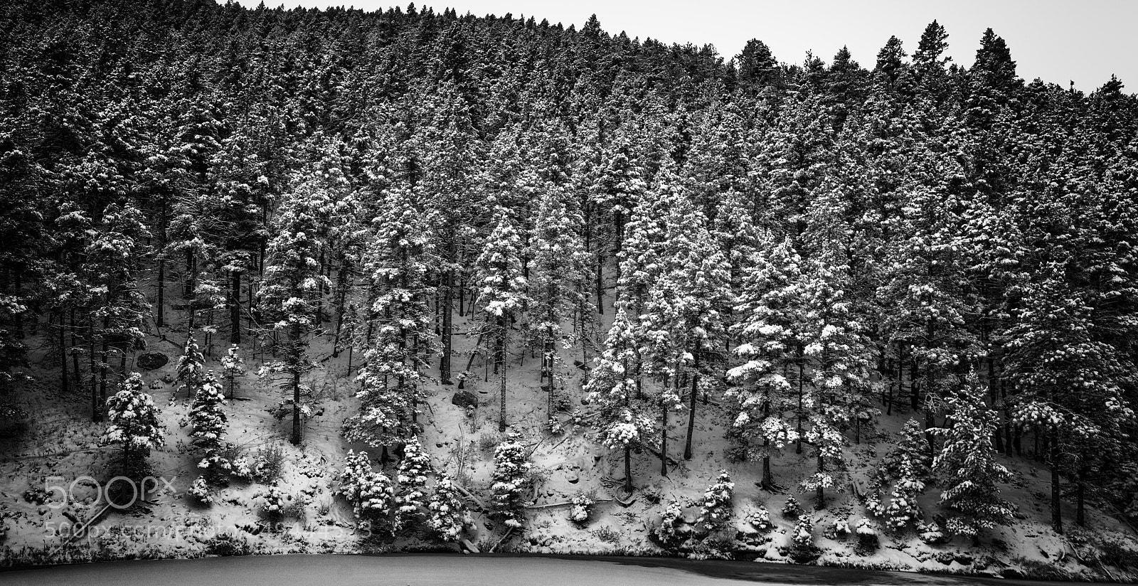 Sony Alpha NEX-5R sample photo. Snow and trees photography