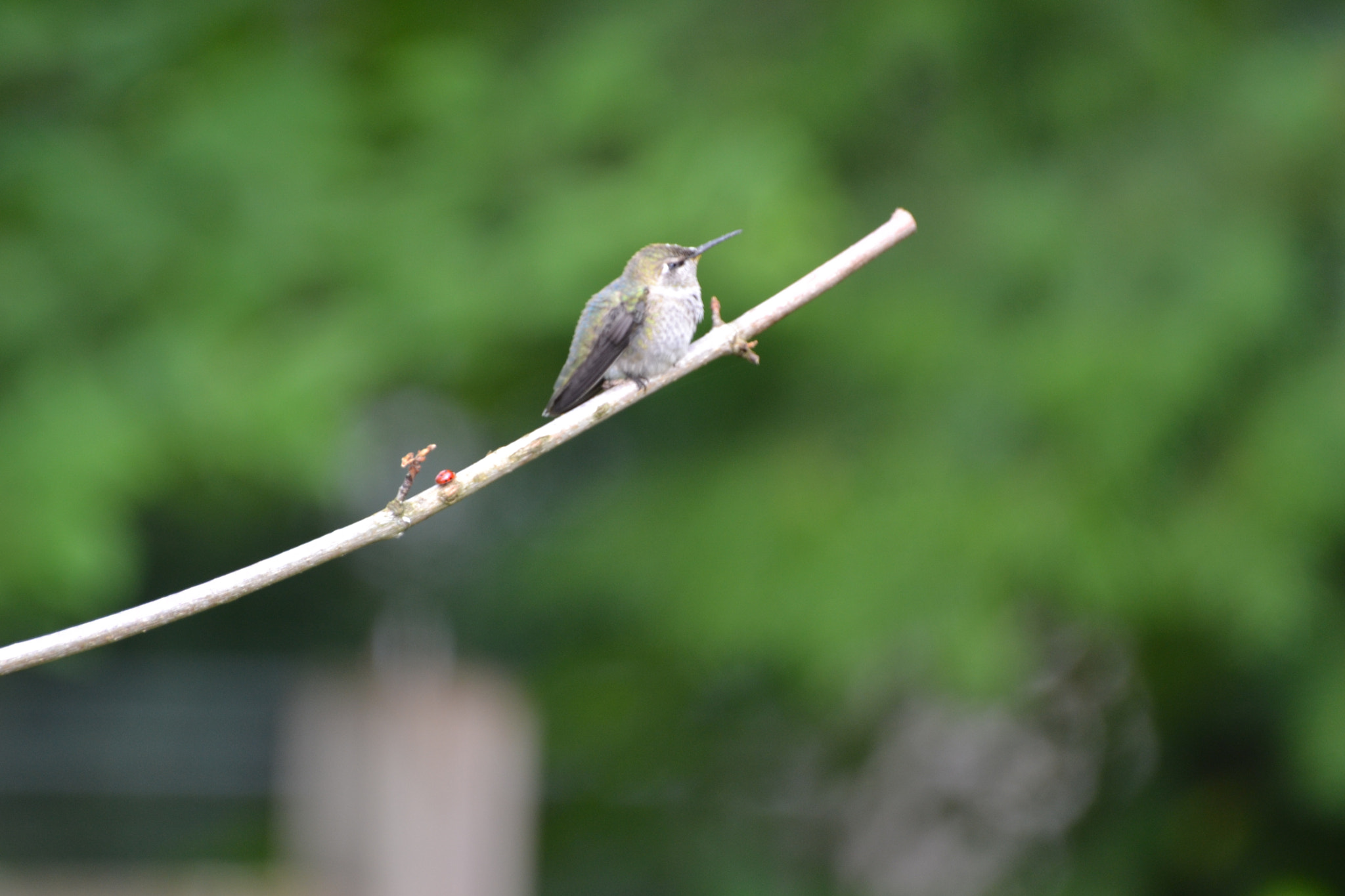 Nikon D3100 sample photo. Little hummingbird photography