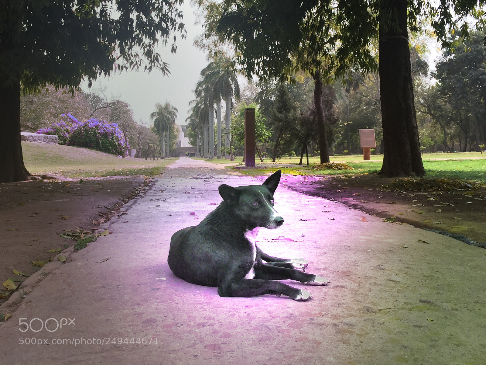 Apple iPhone 6 sample photo. Stray dog photography