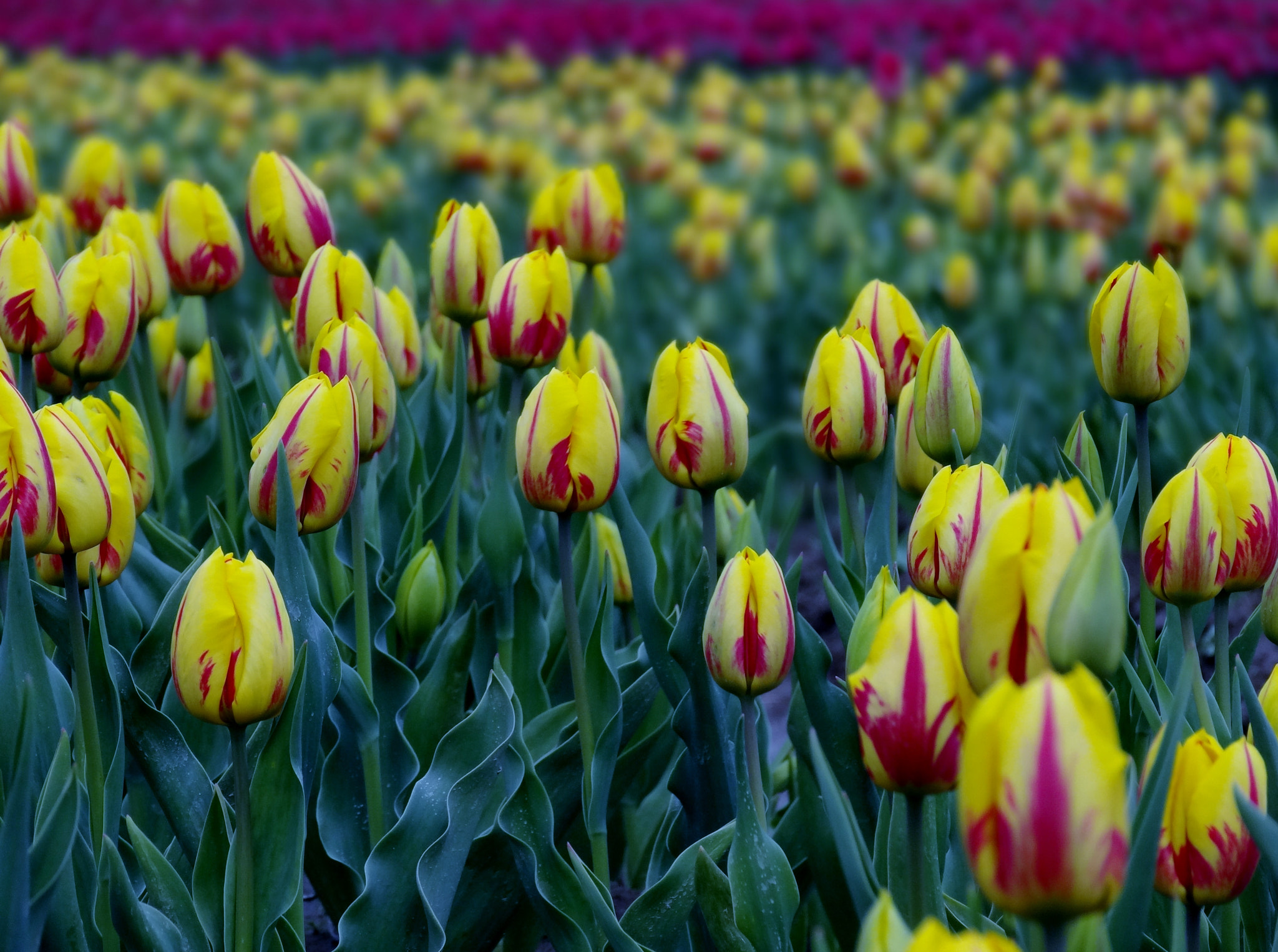 Sony Cyber-shot DSC-HX30V sample photo. Tulip festival photography