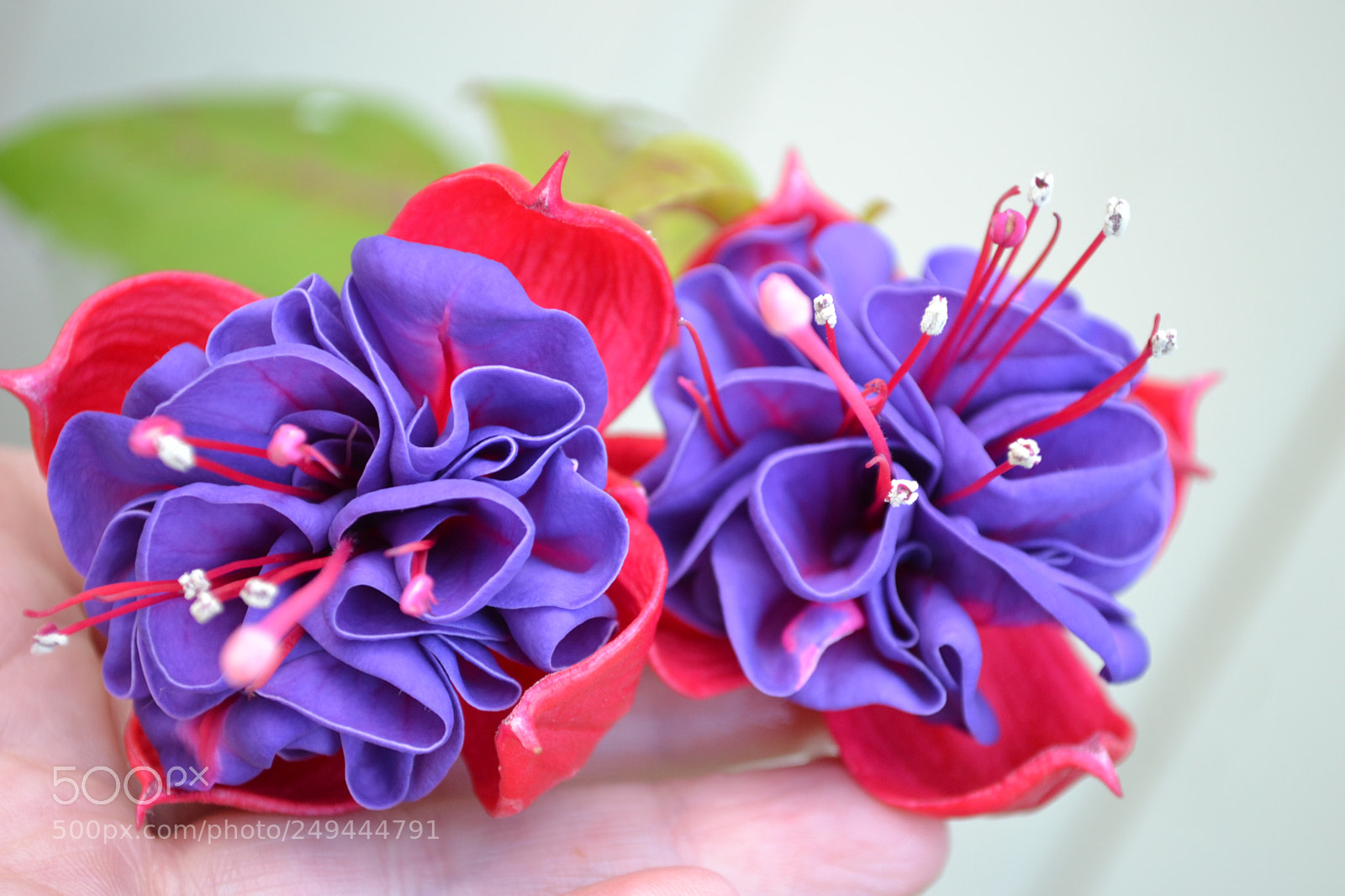 Nikon D3100 sample photo. Close up photography
