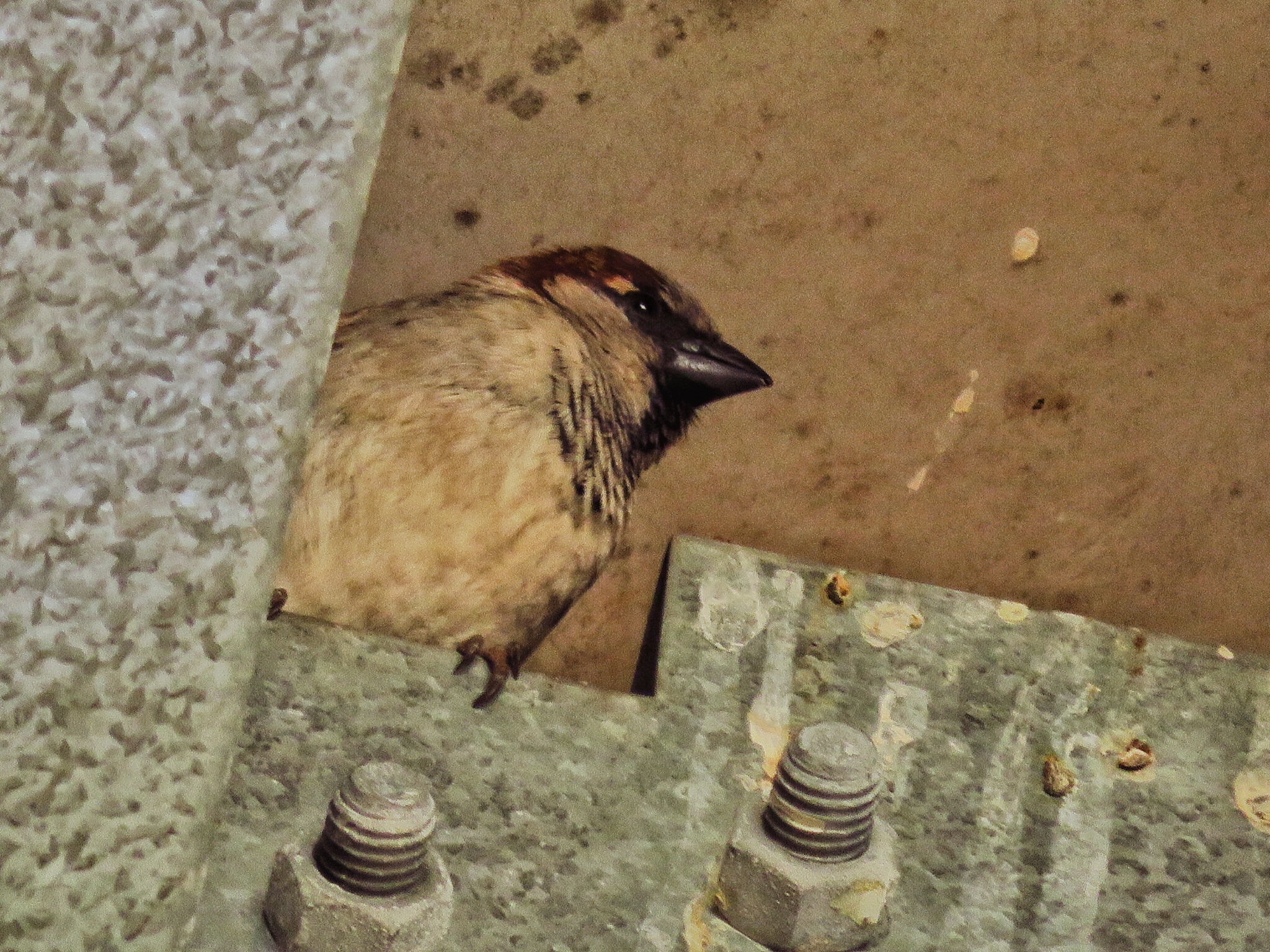 Canon PowerShot SX730 HS sample photo. Friend hiding photography
