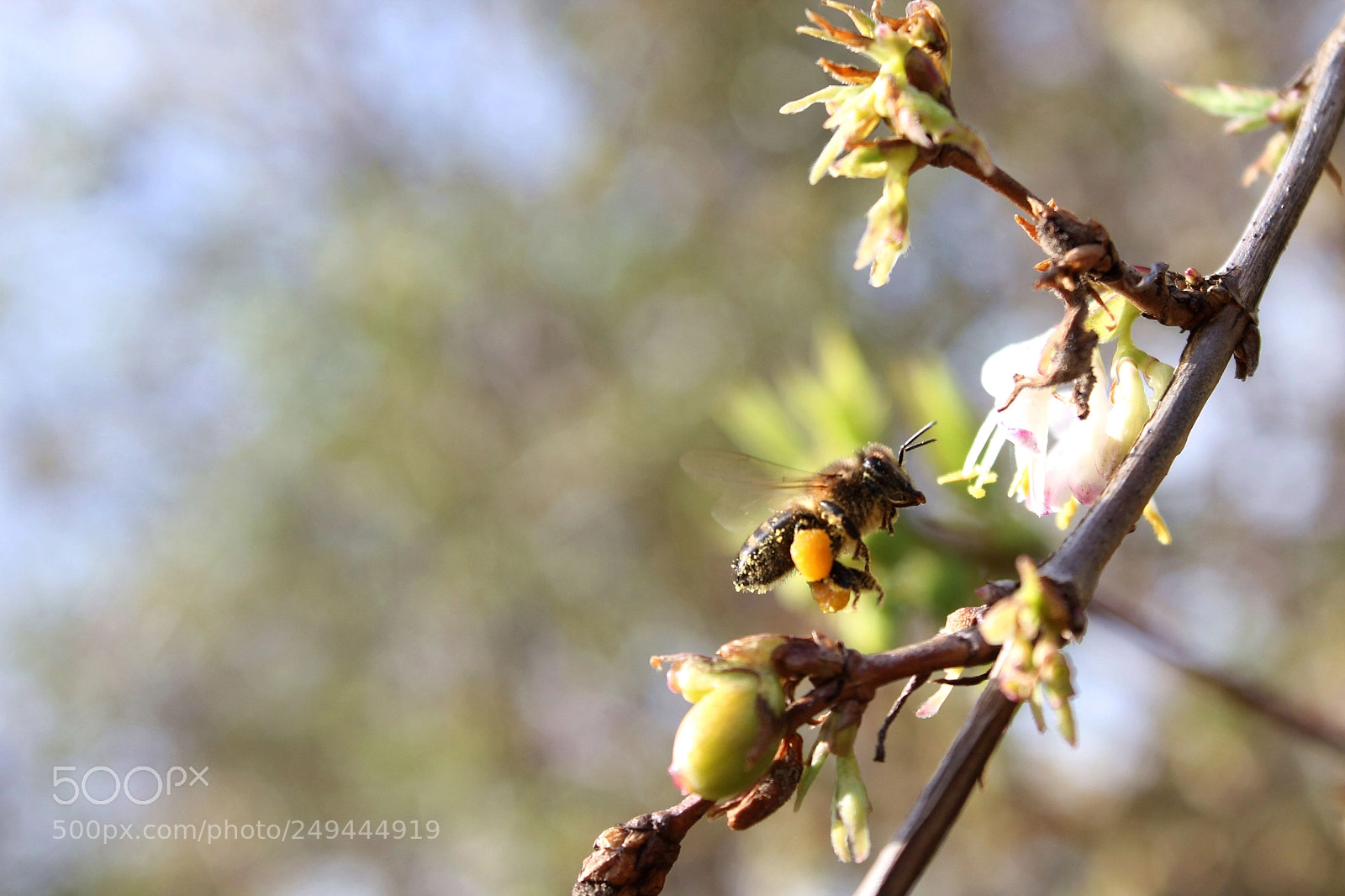 Canon EOS 1100D (EOS Rebel T3 / EOS Kiss X50) sample photo. Let it bee #4 photography
