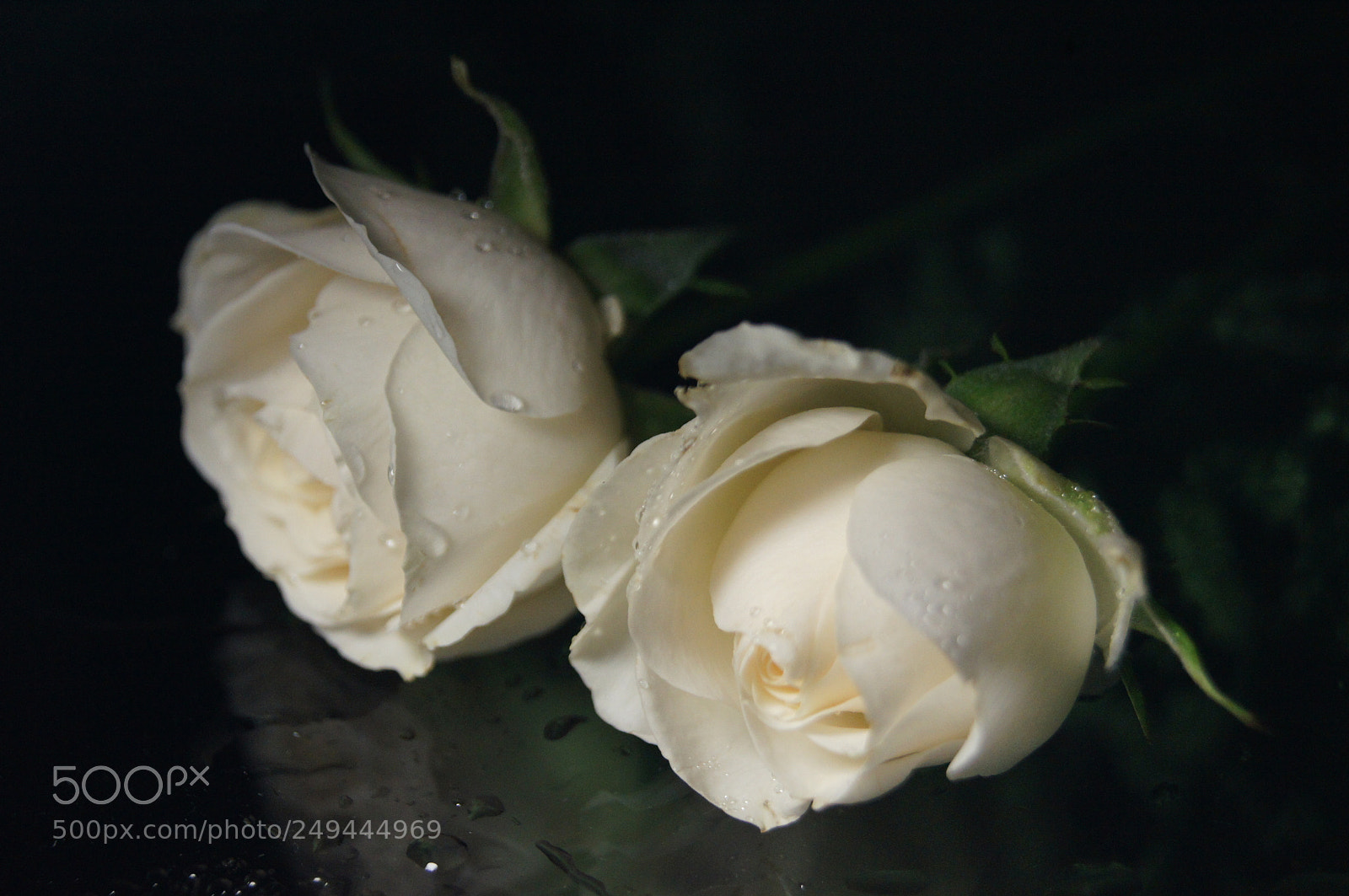 Sony Alpha DSLR-A580 sample photo. ... photography