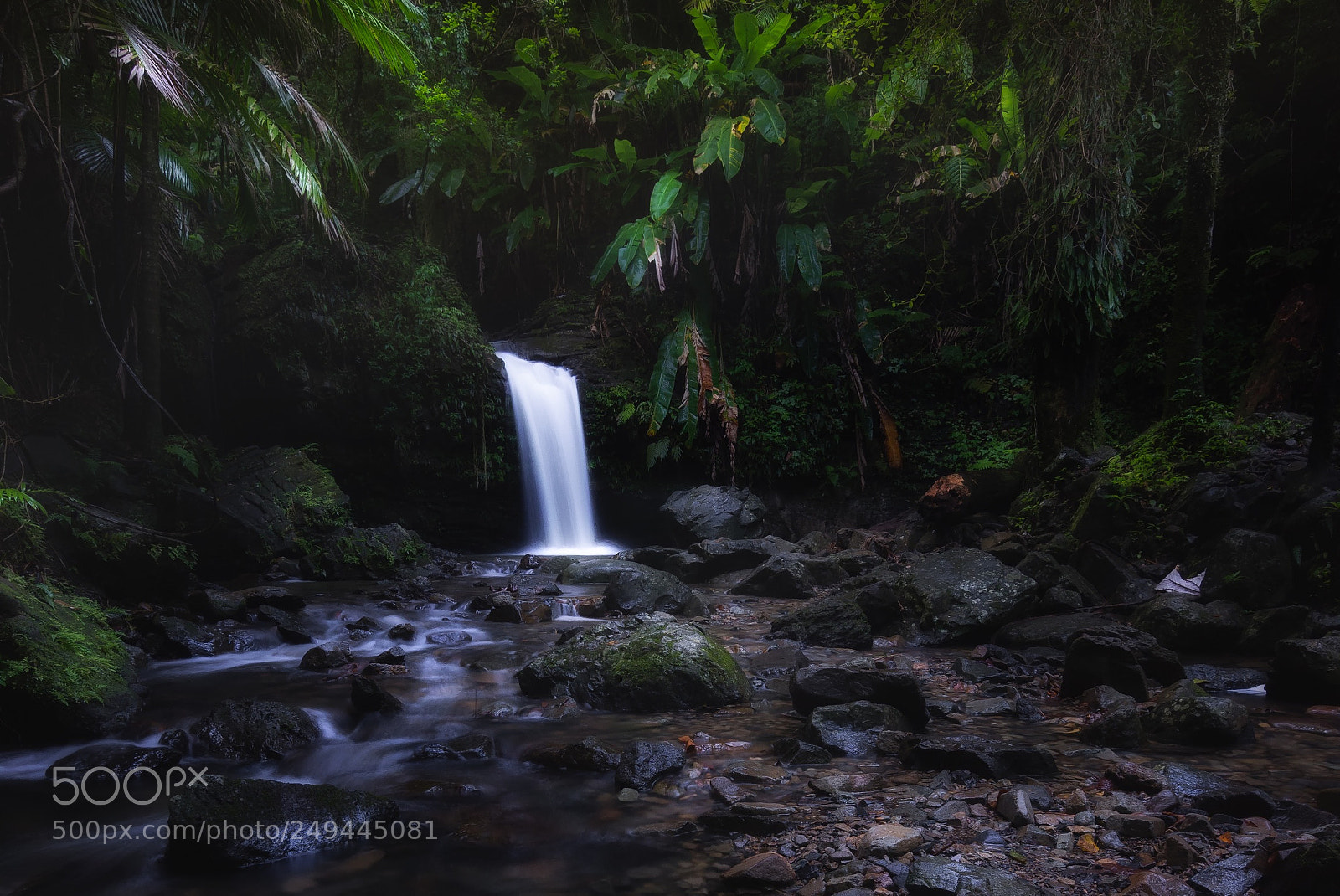 Nikon D7200 sample photo. Yunque forest photography