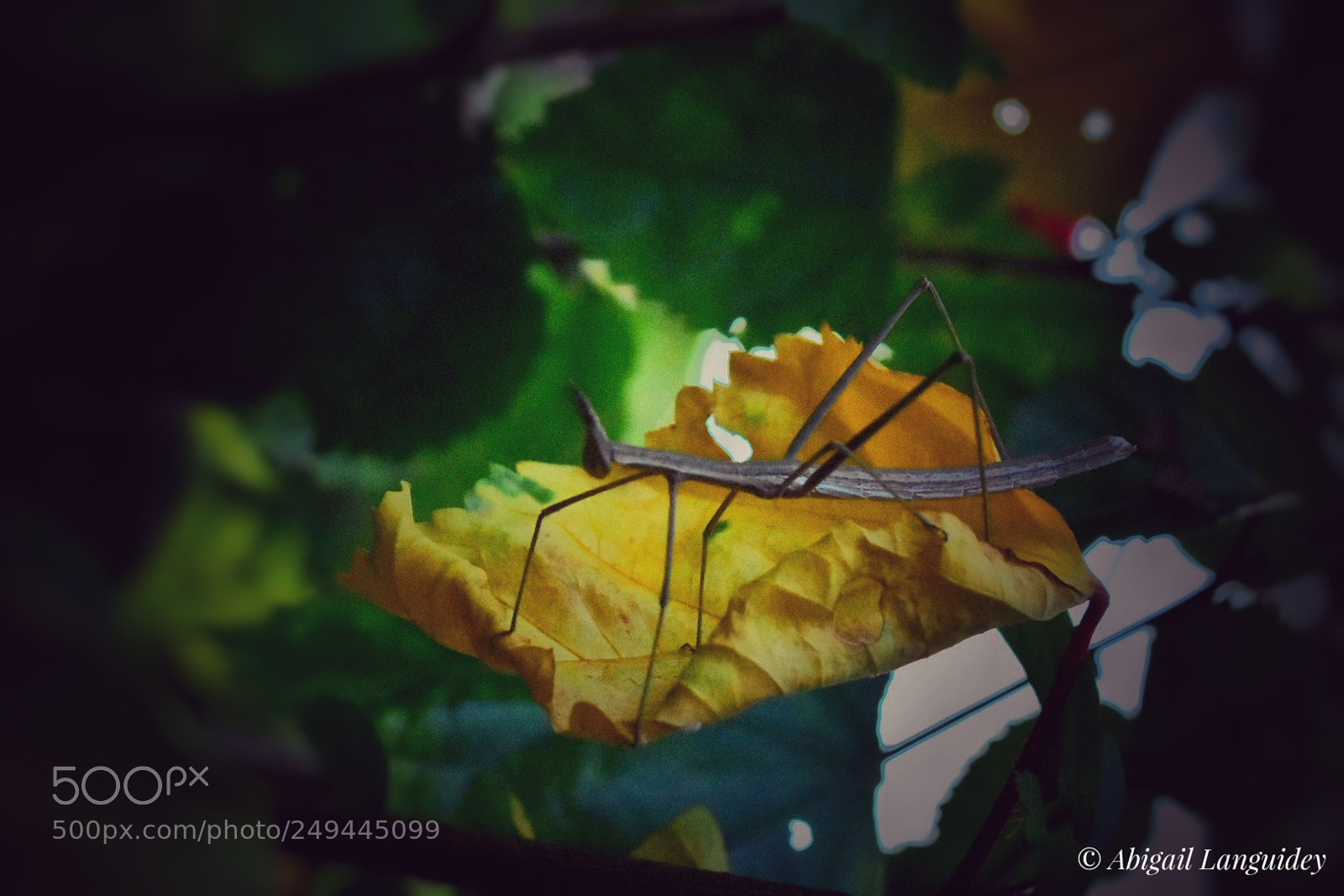 Nikon D3400 sample photo. Insecto photography