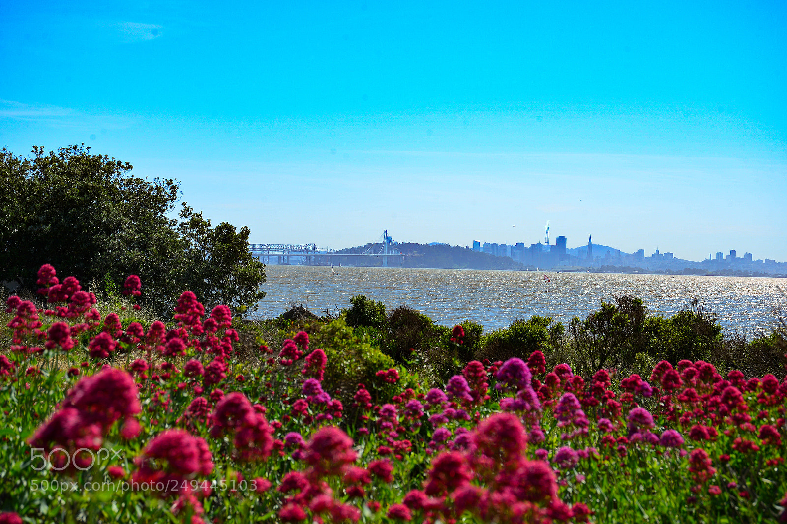 Nikon D600 sample photo. Red flowers at marina photography