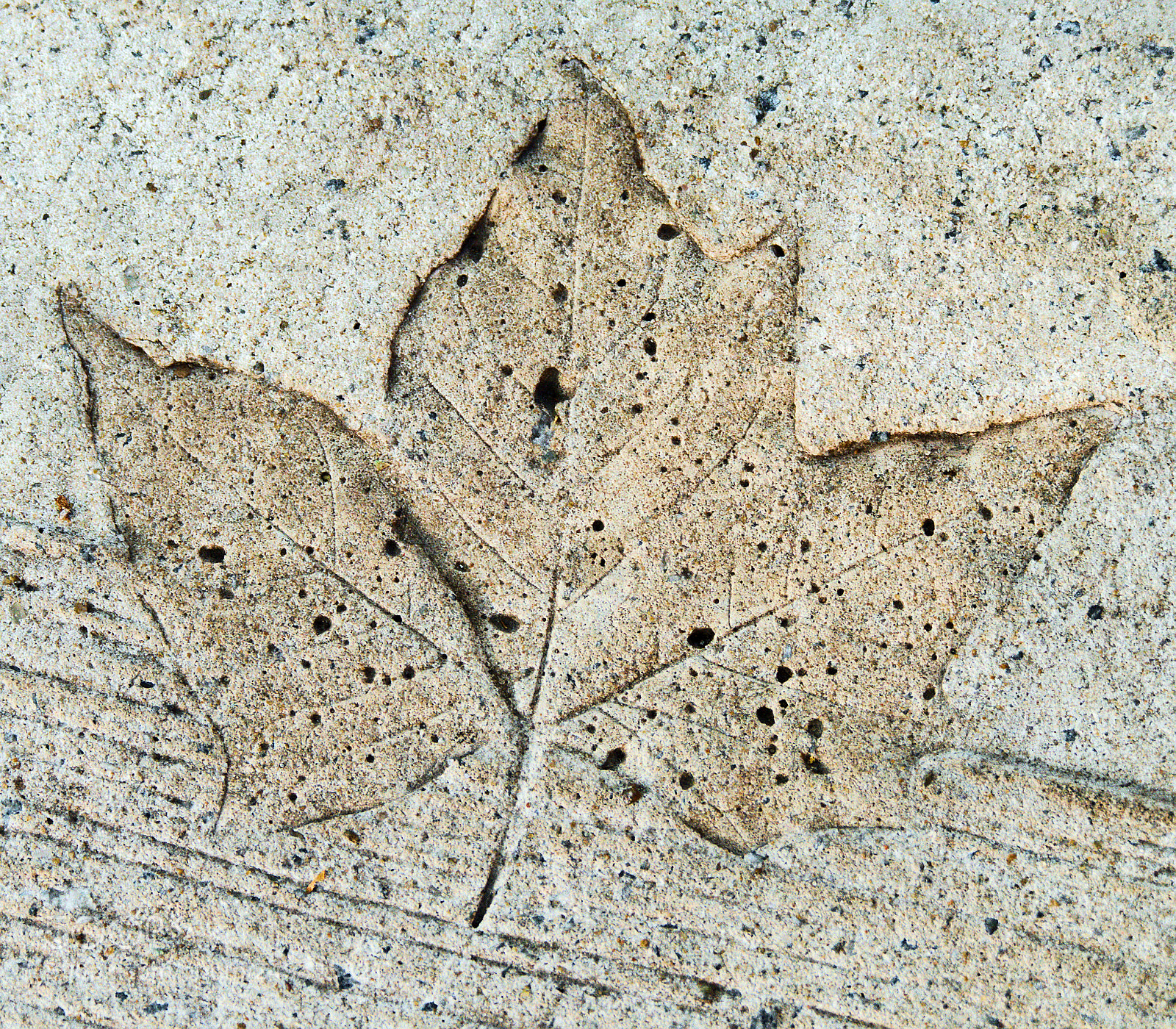 Panasonic Lumix DMC-FZ1000 sample photo. Leaf impression photography