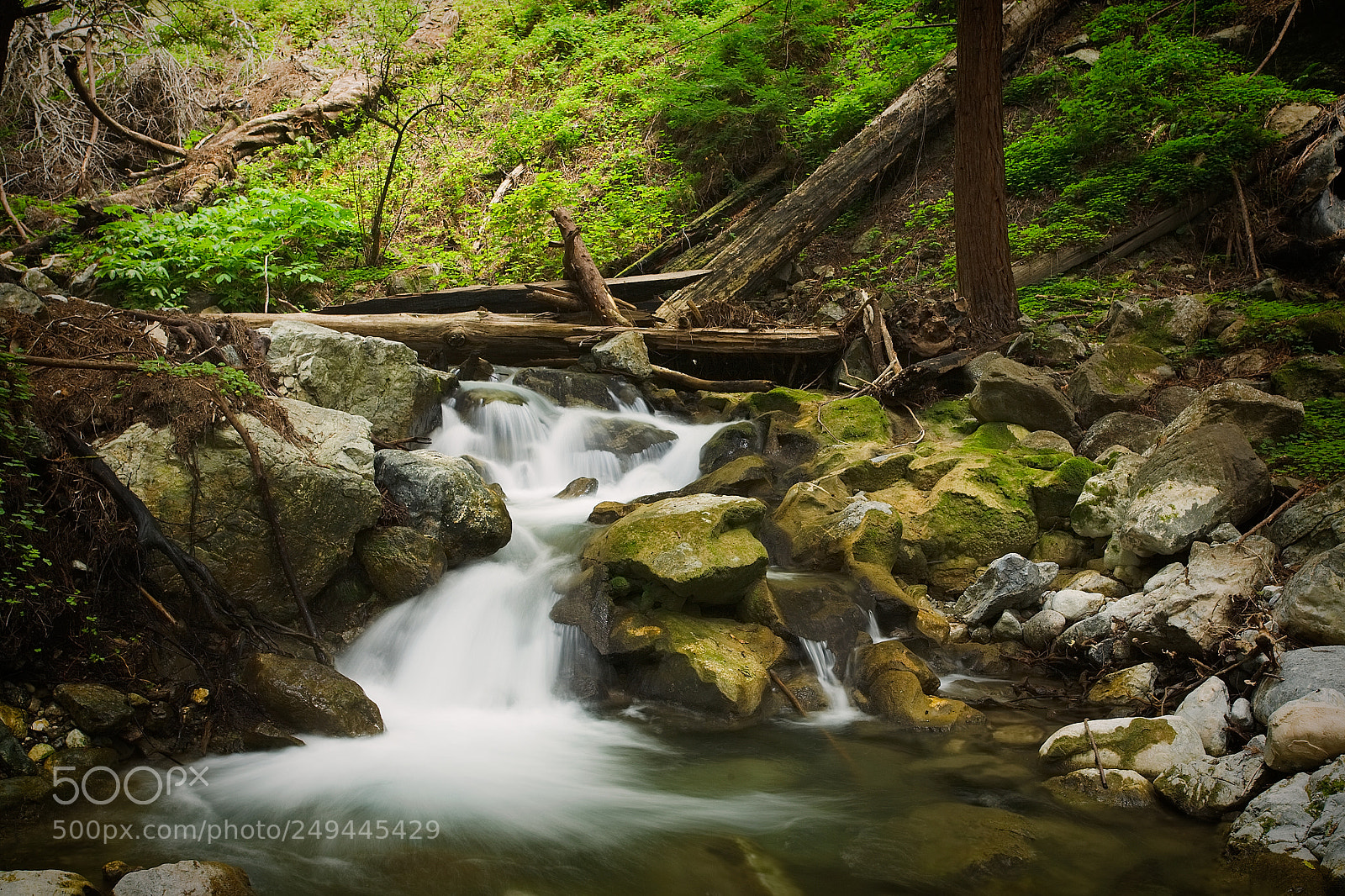Canon EOS 5D sample photo. Forrest stream photography