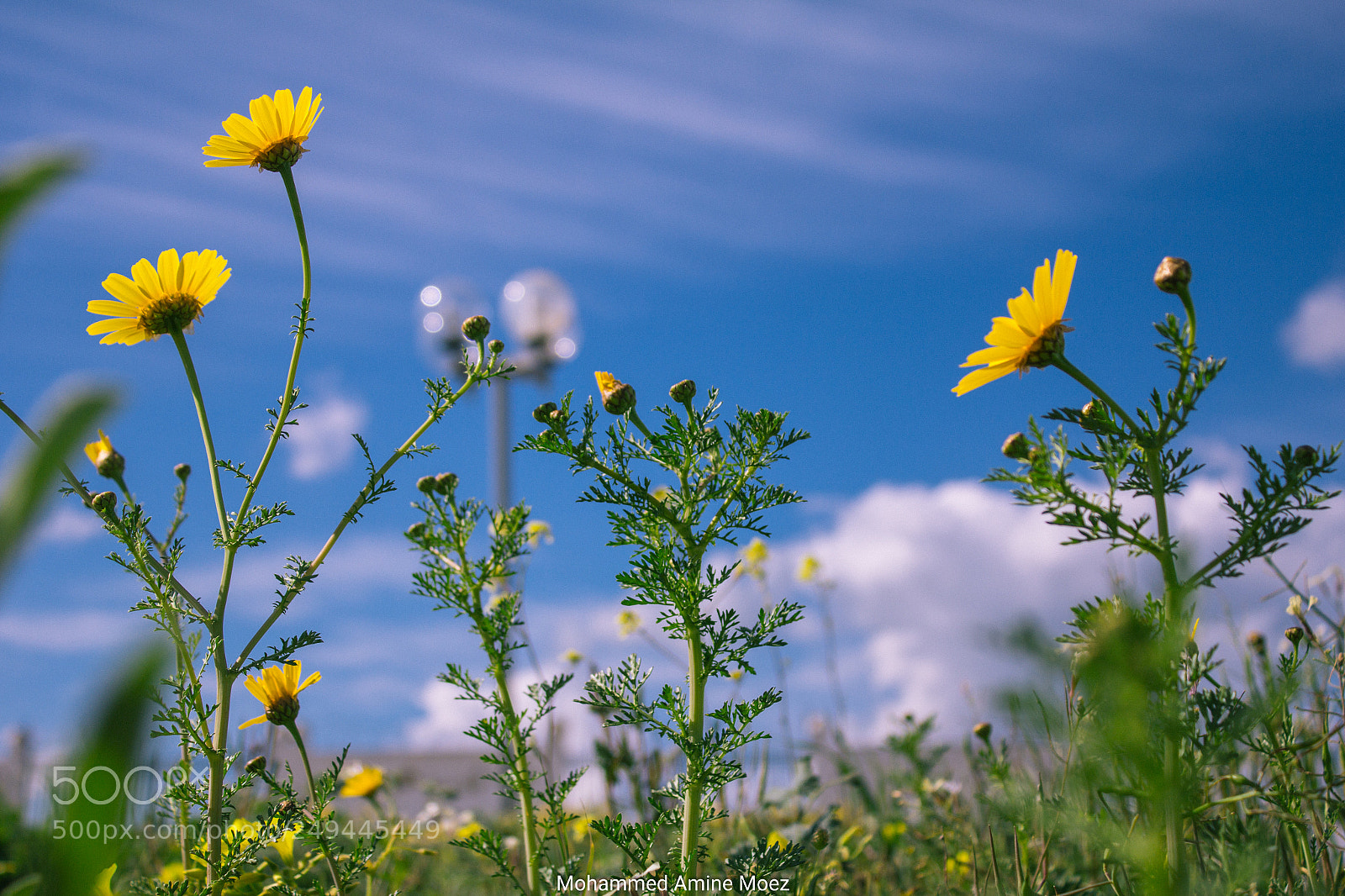 Canon EOS 60D sample photo. Springy photography