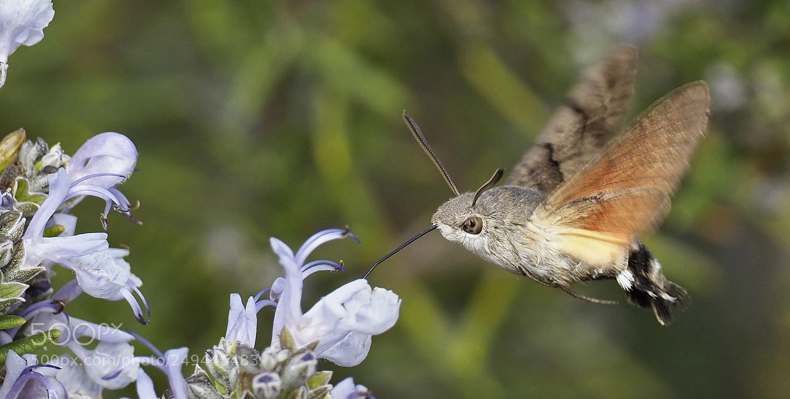 Olympus OM-D E-M1 Mark II sample photo. Insect in the air photography