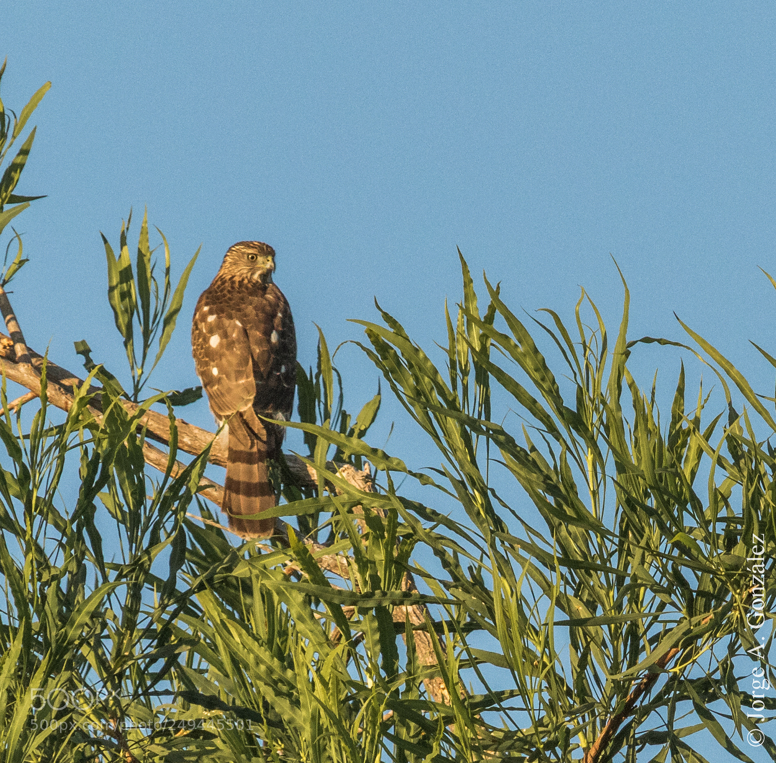 Canon EOS 7D Mark II sample photo. Cooper´s hawk photography
