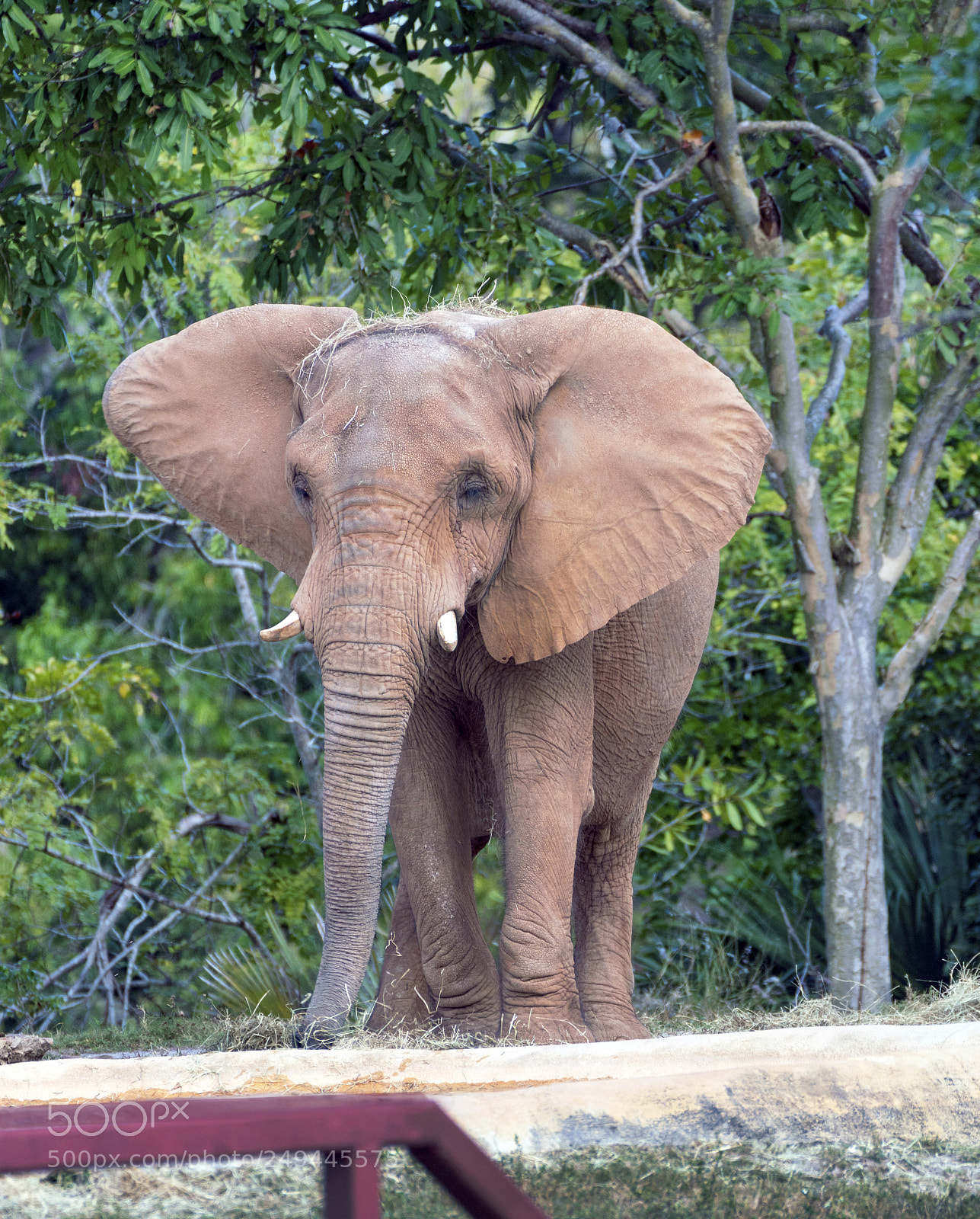 Sony a7R III sample photo. African bush elephant walking photography