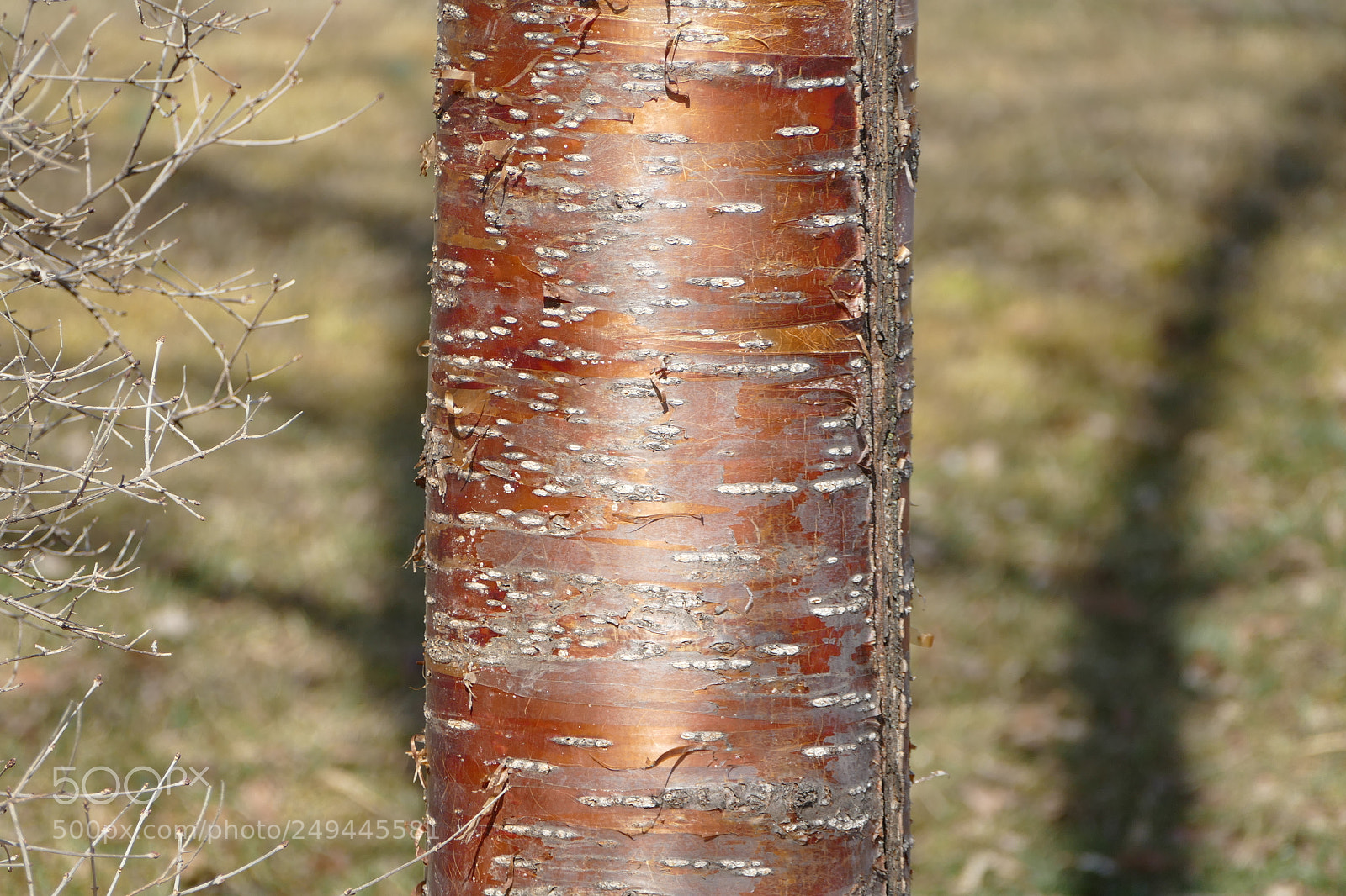 Panasonic Lumix DMC-FZ1000 sample photo. Copper tree photography