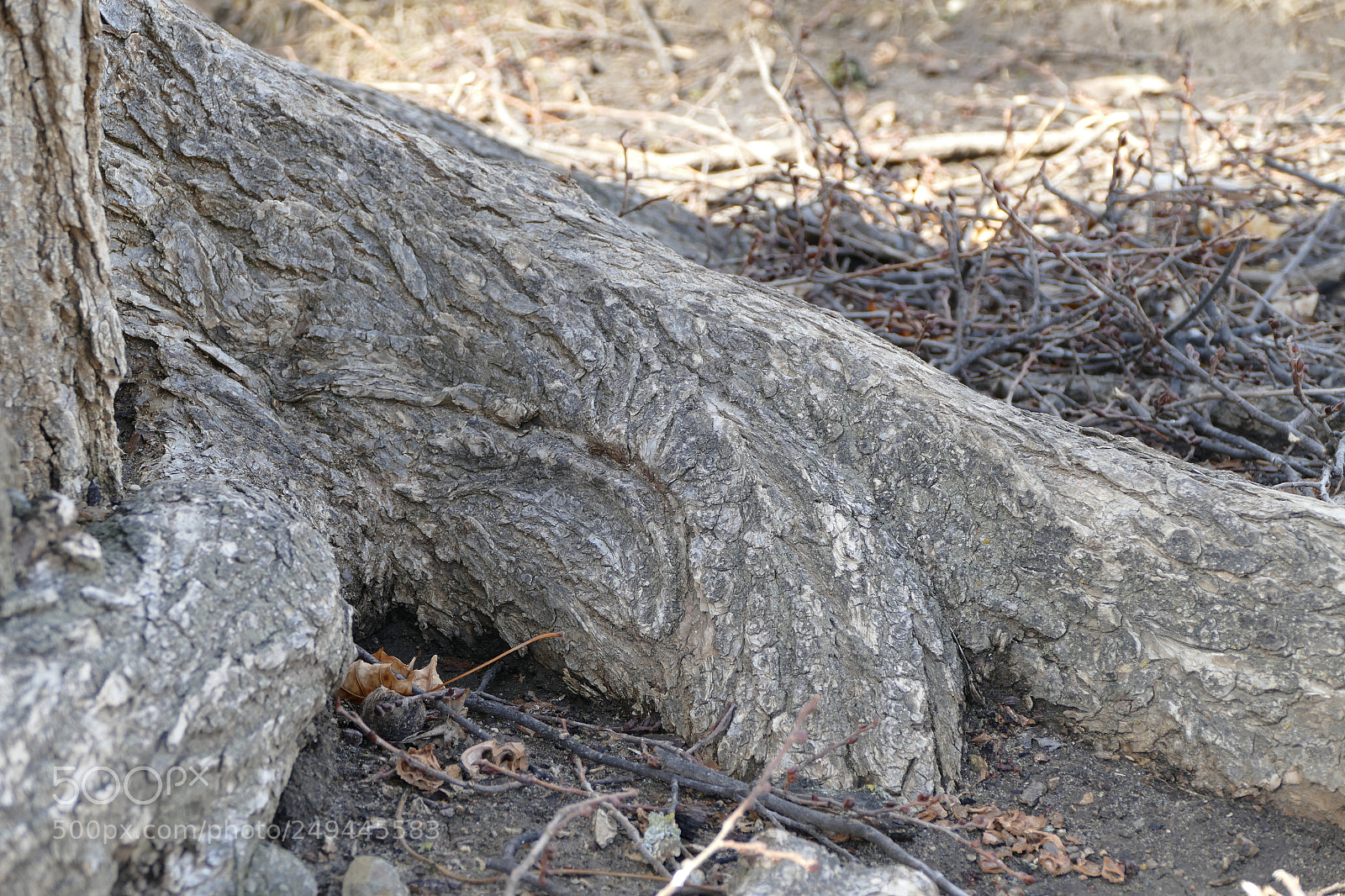 Panasonic Lumix DMC-FZ1000 sample photo. Bluging roots photography