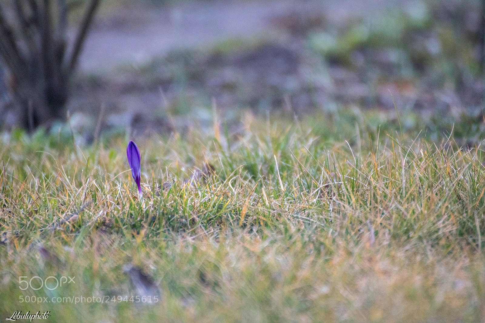 Canon EOS 750D (EOS Rebel T6i / EOS Kiss X8i) sample photo. Untitled photography