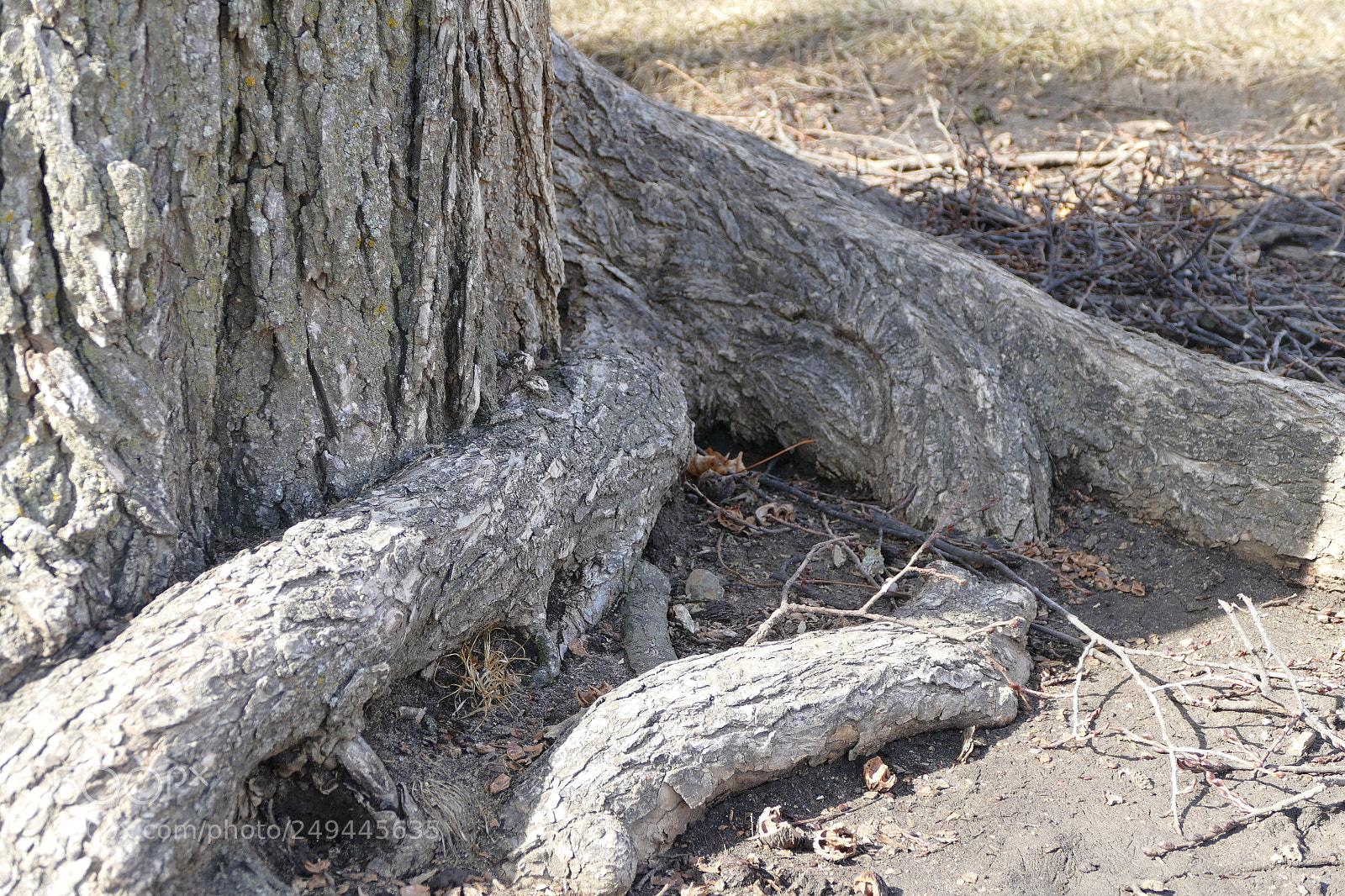 Panasonic Lumix DMC-FZ1000 sample photo. Fourth roots photography