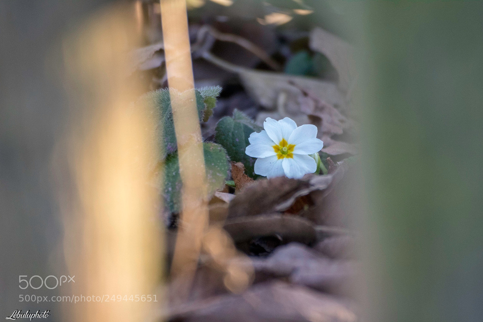 Canon EOS 750D (EOS Rebel T6i / EOS Kiss X8i) sample photo. Untitled photography
