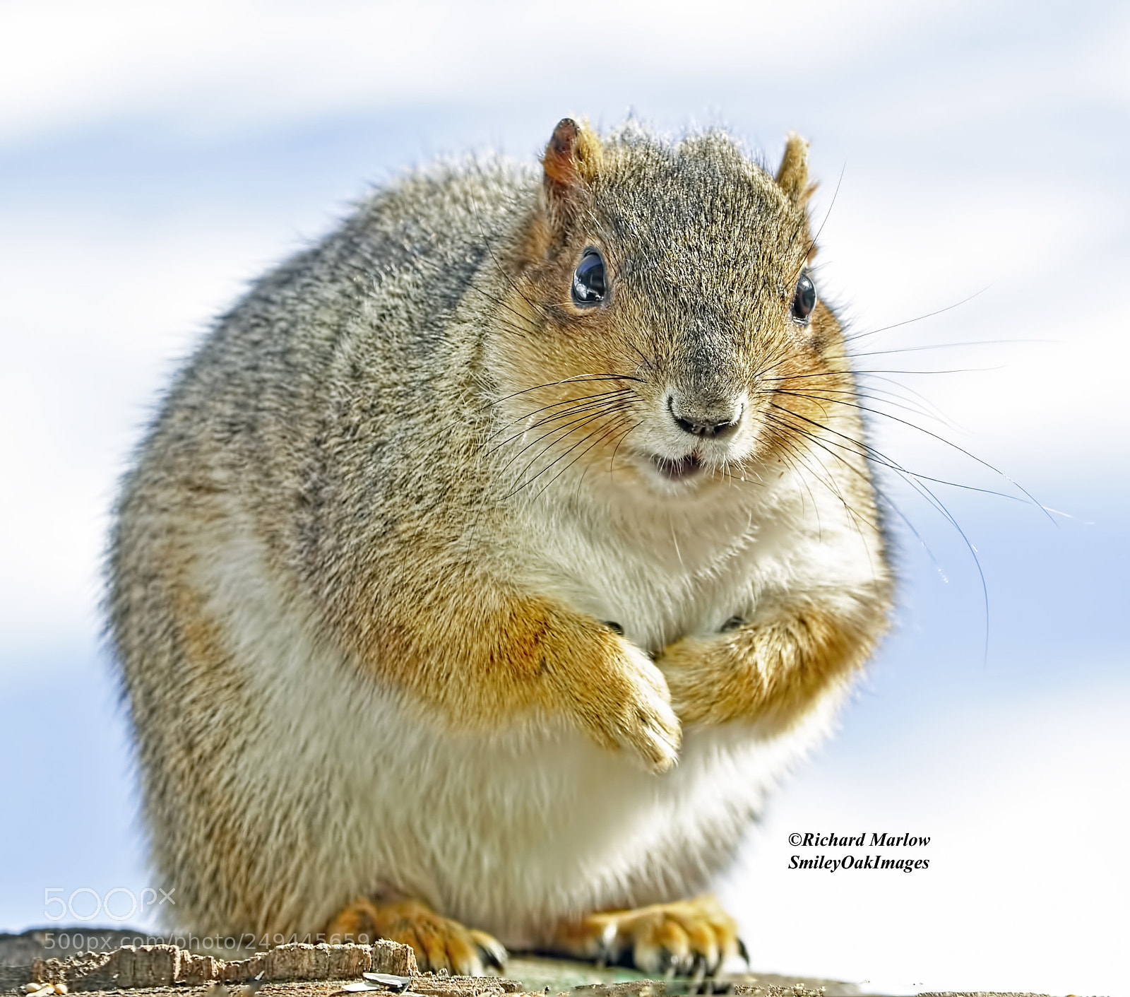 Nikon D5000 sample photo. Large squirrel photography