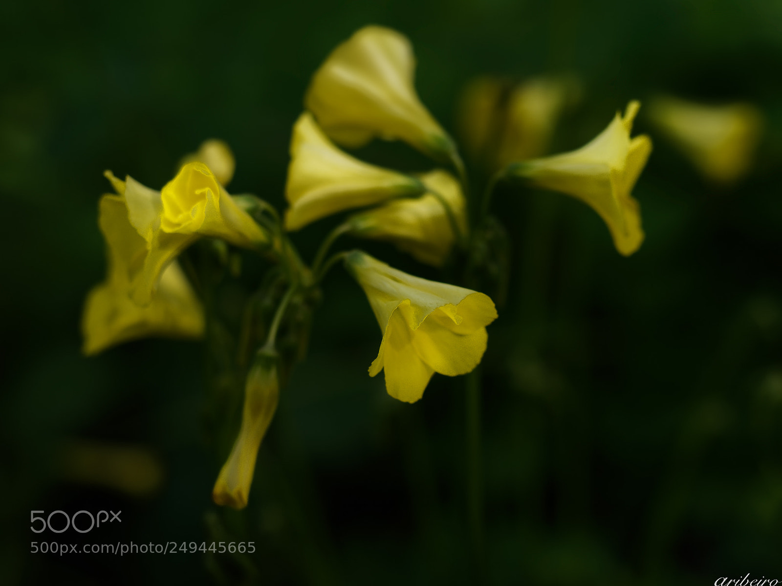 Olympus OM-D E-M1 sample photo. Choreography in yellow photography