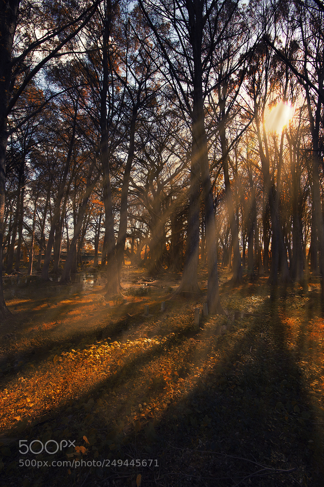 Canon EOS 60D sample photo. El sabinal, nuevo le photography