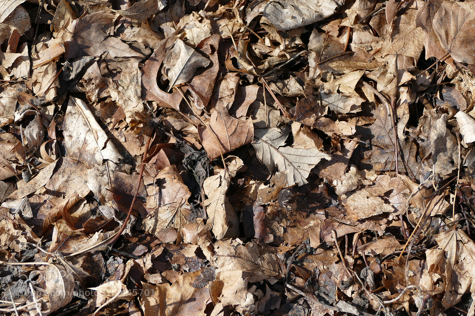 Panasonic Lumix DMC-FZ1000 sample photo. Leaf ground photography