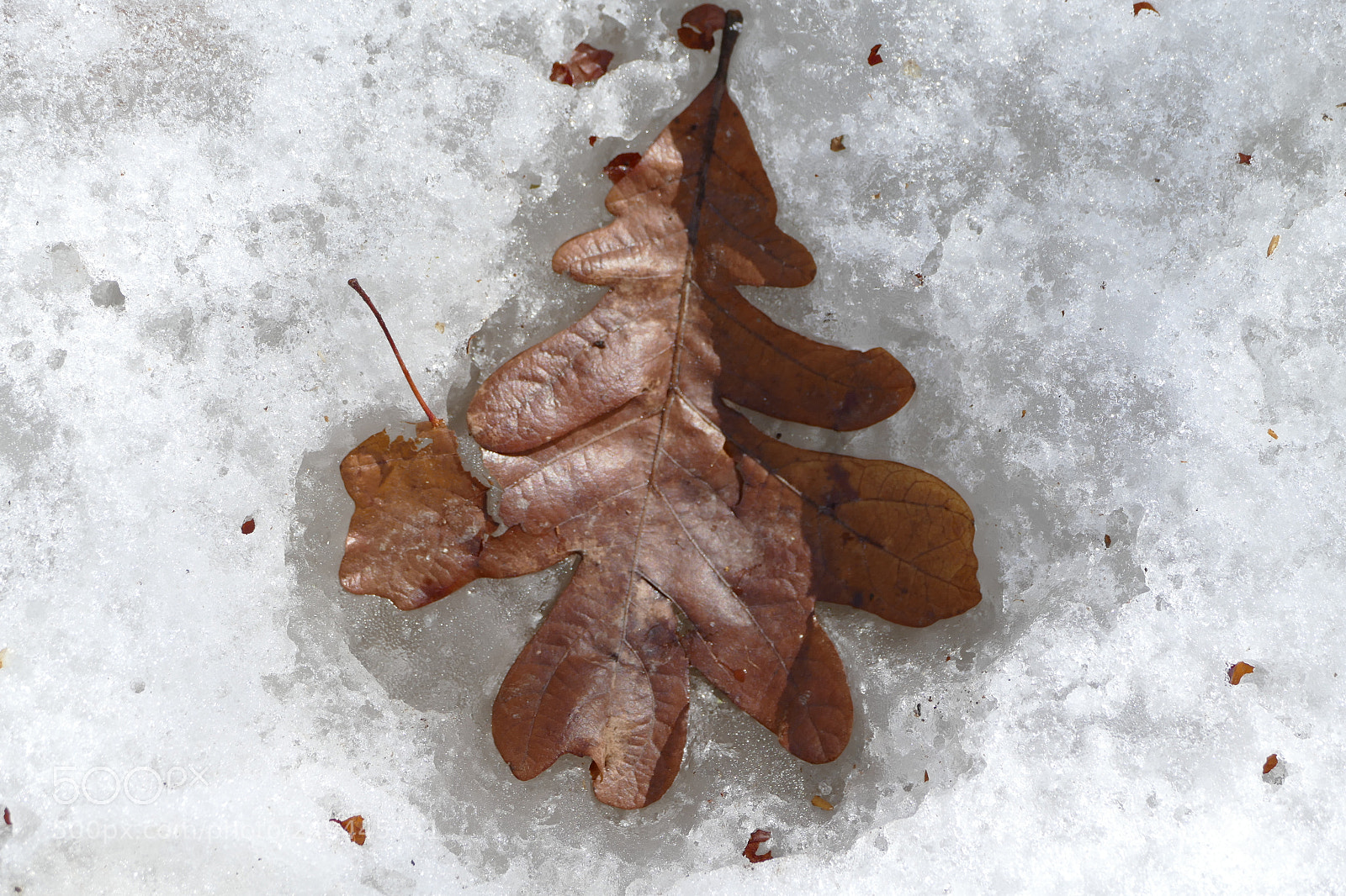 Panasonic Lumix DMC-FZ1000 sample photo. Leaf in snow photography