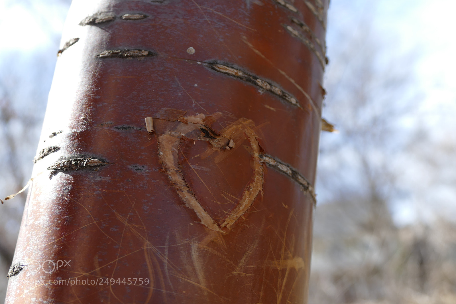 Panasonic Lumix DMC-FZ1000 sample photo. Love tree photography
