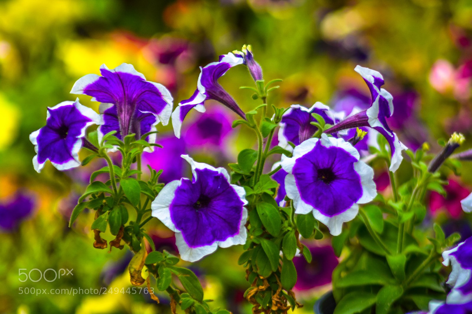 Nikon D5200 sample photo. Purple flowers photography