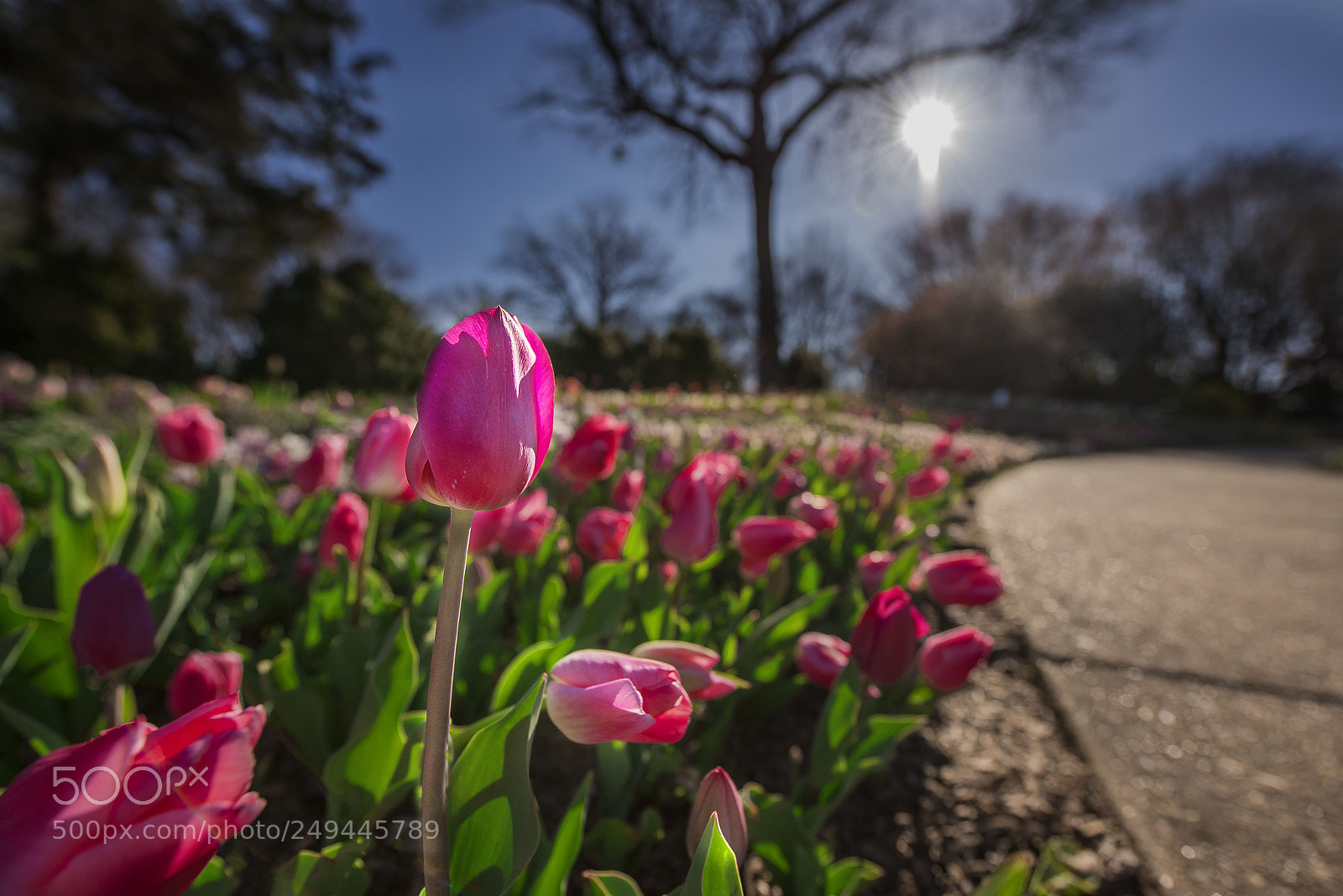 Nikon D810 sample photo. Tulips photography