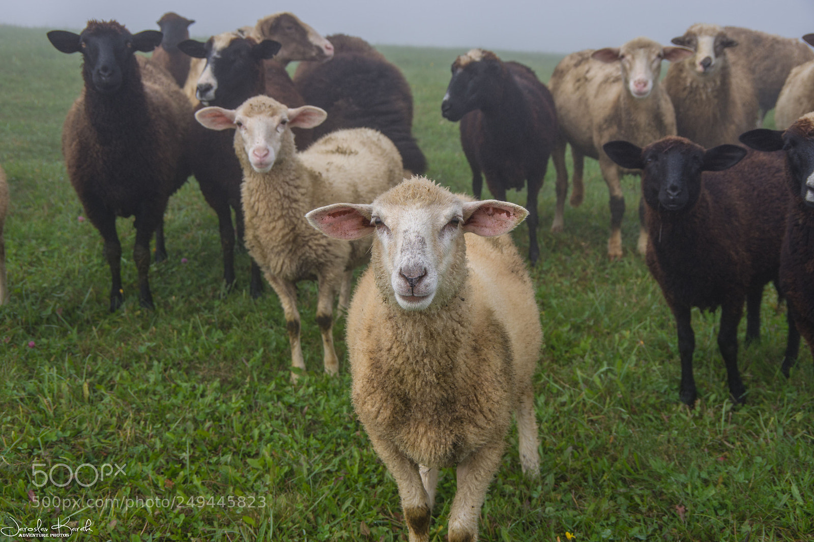 Pentax K-70 sample photo. Sheeps photography