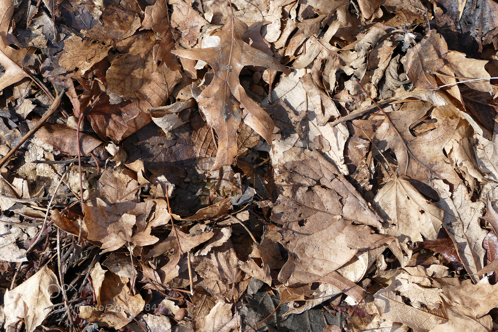Panasonic Lumix DMC-FZ1000 sample photo. Pile of leaves photography