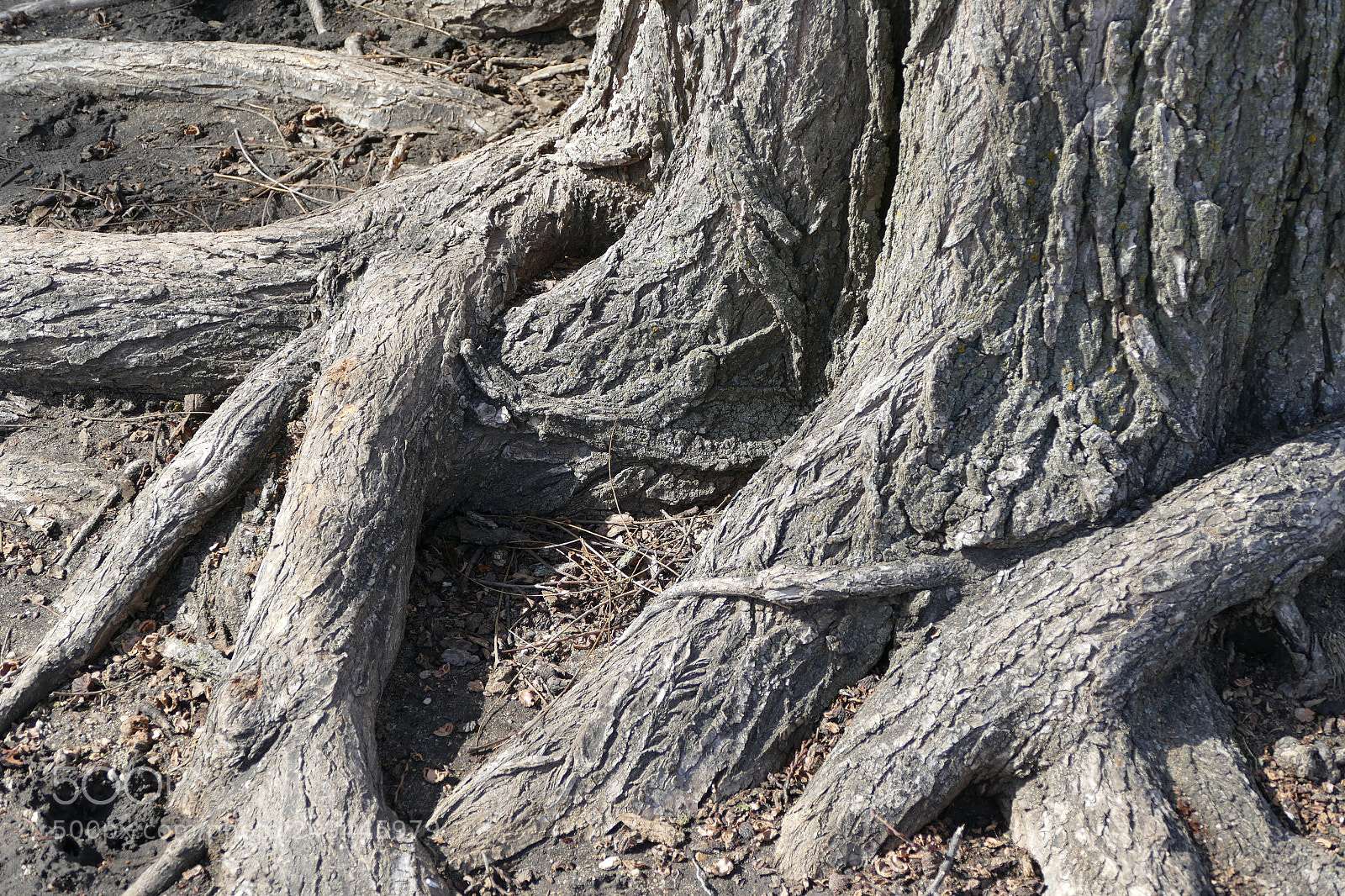 Panasonic Lumix DMC-FZ1000 sample photo. Roots photography
