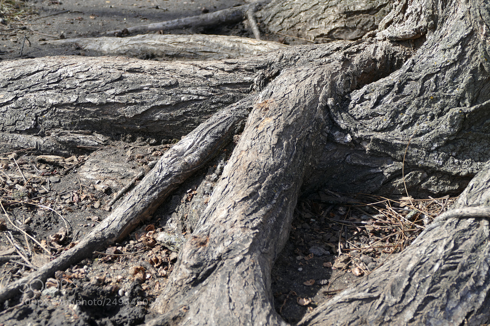 Panasonic Lumix DMC-FZ1000 sample photo. Second roots photography
