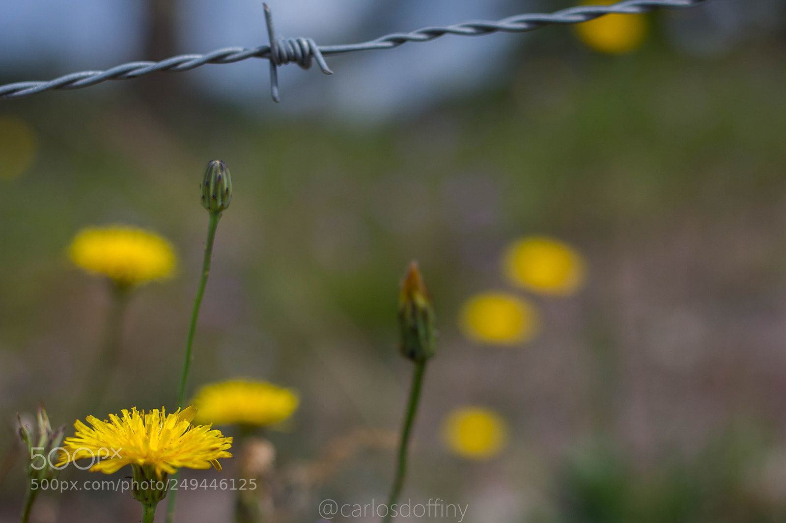 Canon EOS 700D (EOS Rebel T5i / EOS Kiss X7i) sample photo. Untitled photography