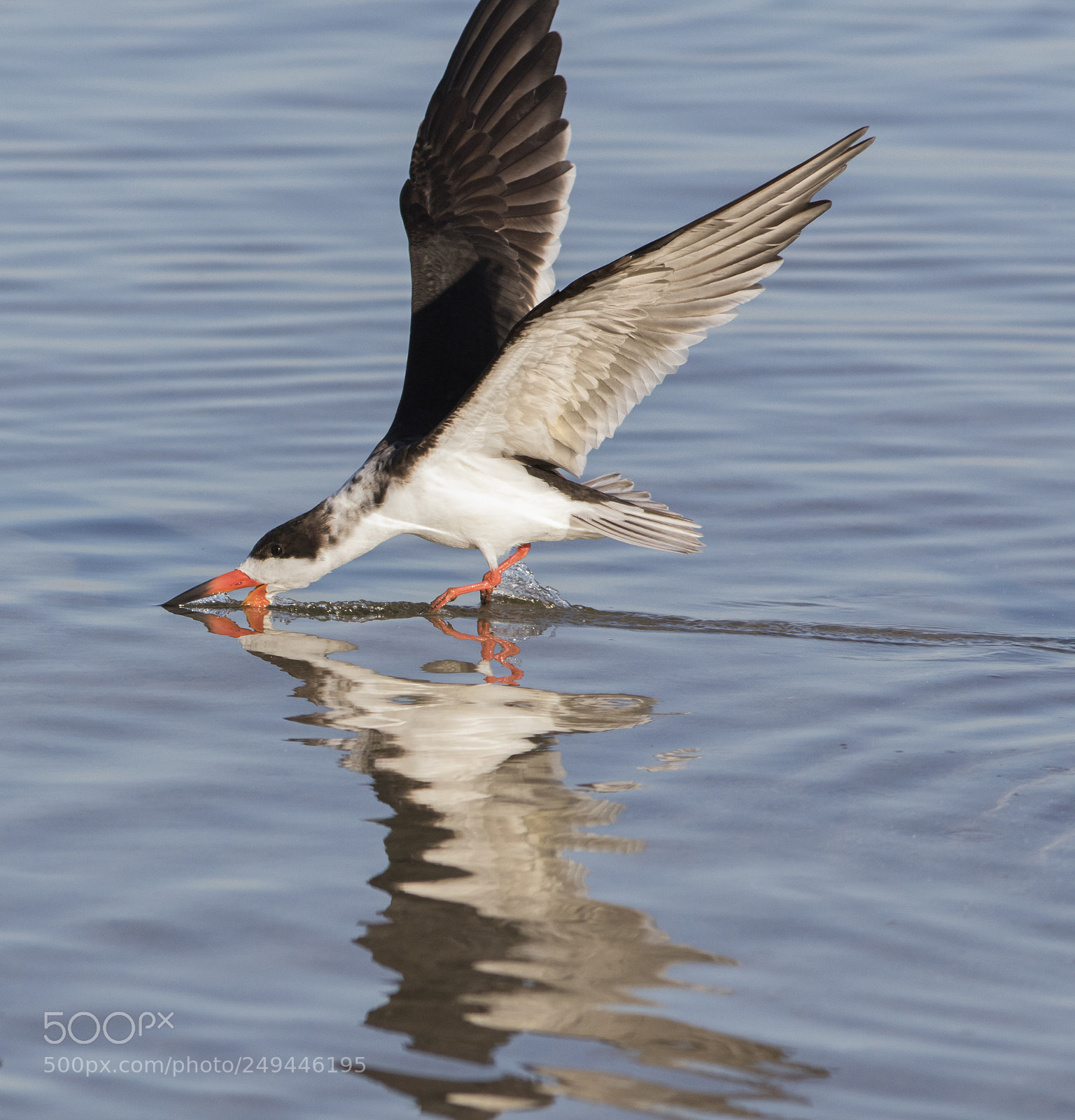 Canon EOS 7D Mark II sample photo. Skimmer skimming photography