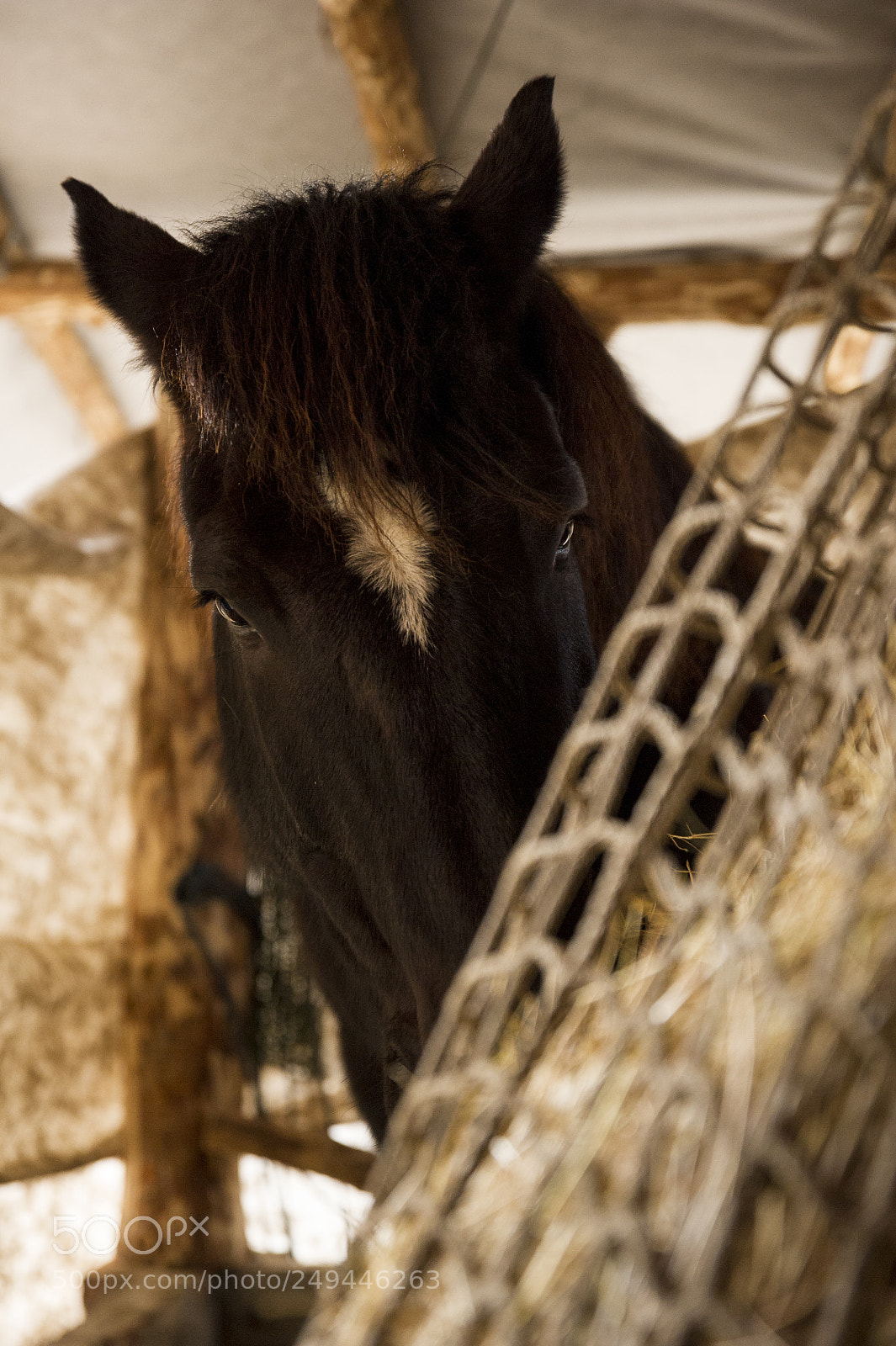 Nikon D3S sample photo. Percheron photography