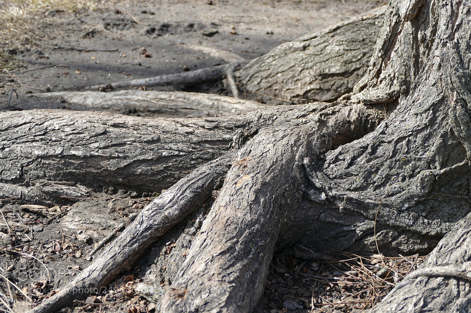 Panasonic Lumix DMC-FZ1000 sample photo. Third roots photography