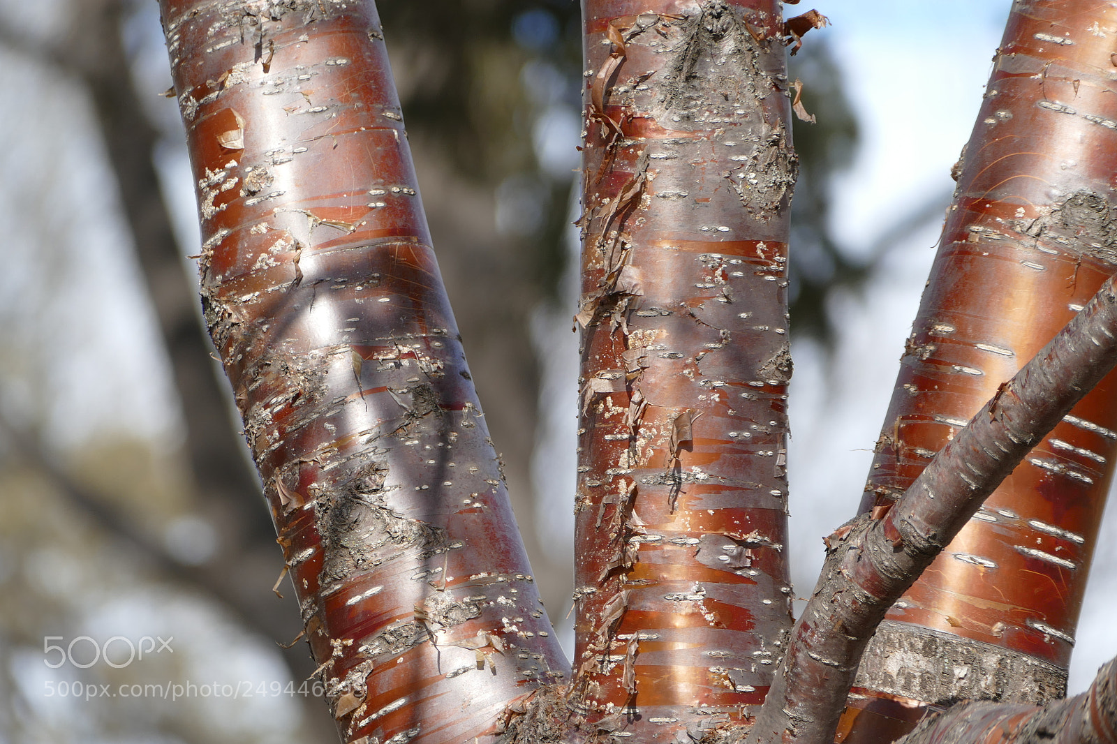 Panasonic Lumix DMC-FZ1000 sample photo. Three copper trees photography