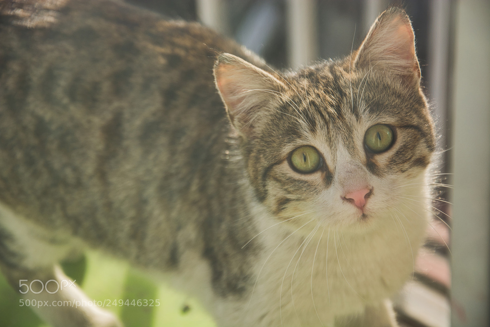 Nikon D7100 sample photo. My cat... photography