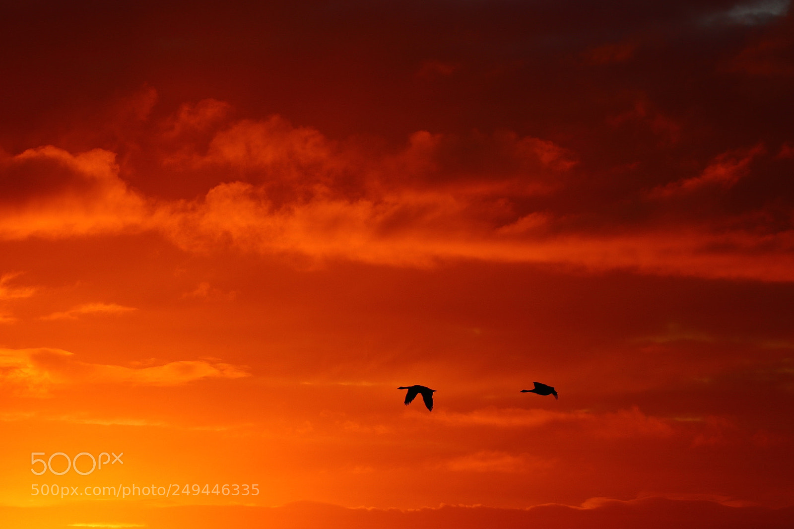 Canon EOS 80D sample photo. Birds at sunrise over photography