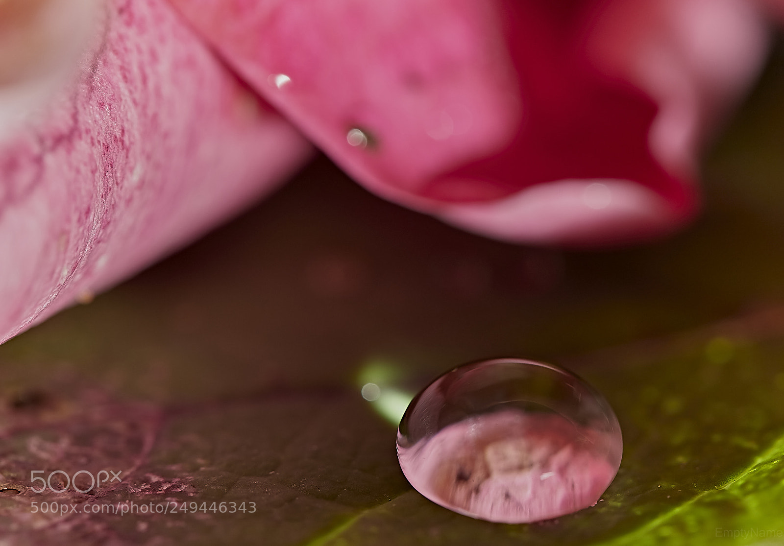 Canon EOS 6D Mark II sample photo. Under a pink petal photography