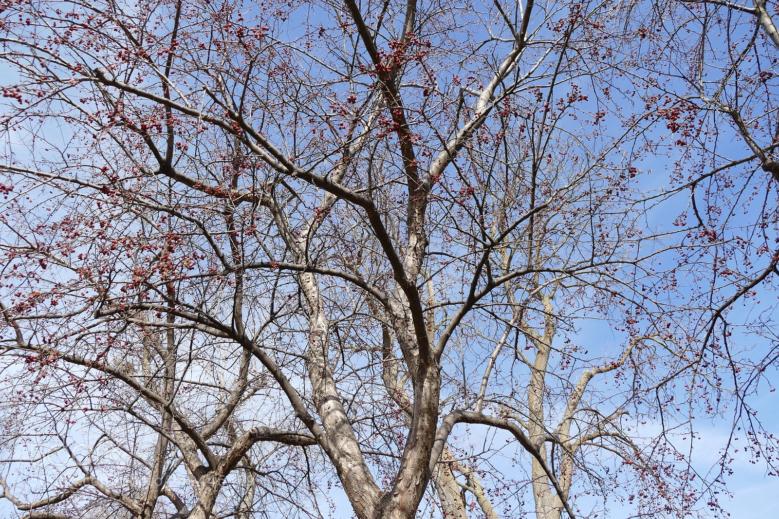 Panasonic Lumix DMC-FZ1000 sample photo. Trees in the sky photography
